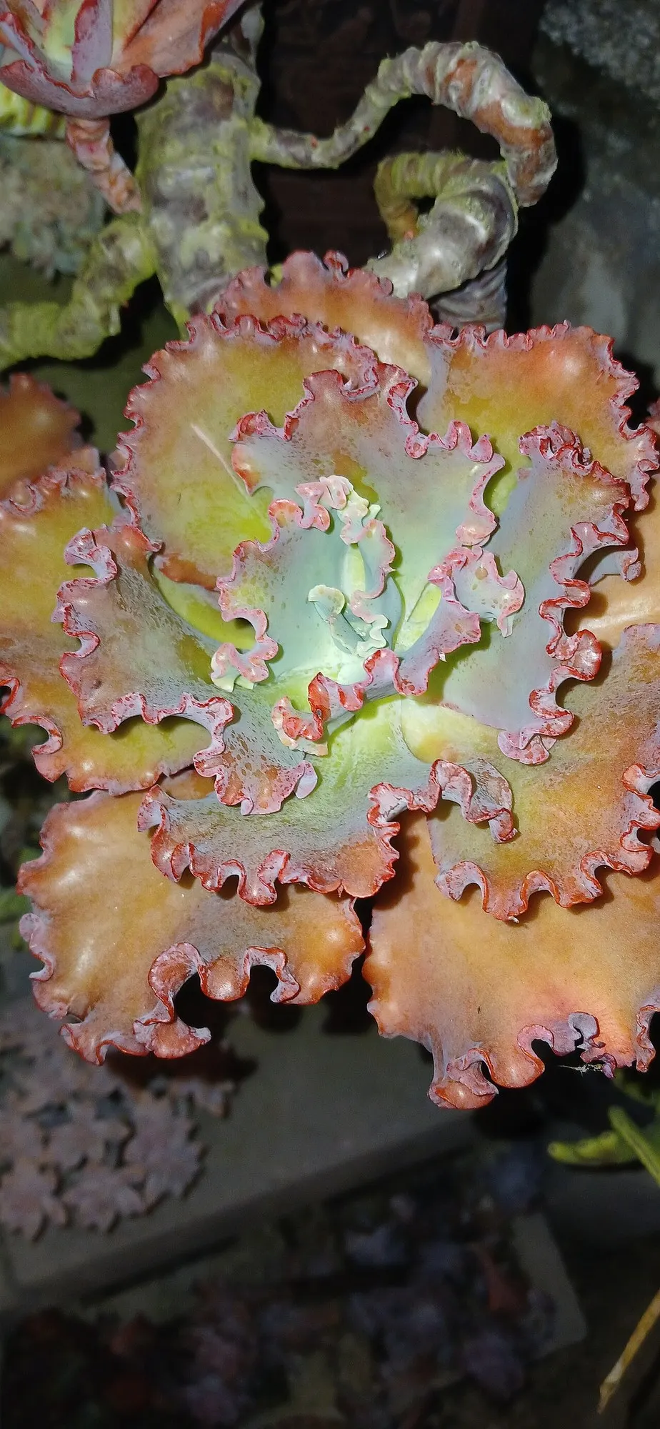 Hens And Chicks (Echeveria 'Violet Queen') — adding a splash of color to rock gardens and containers
