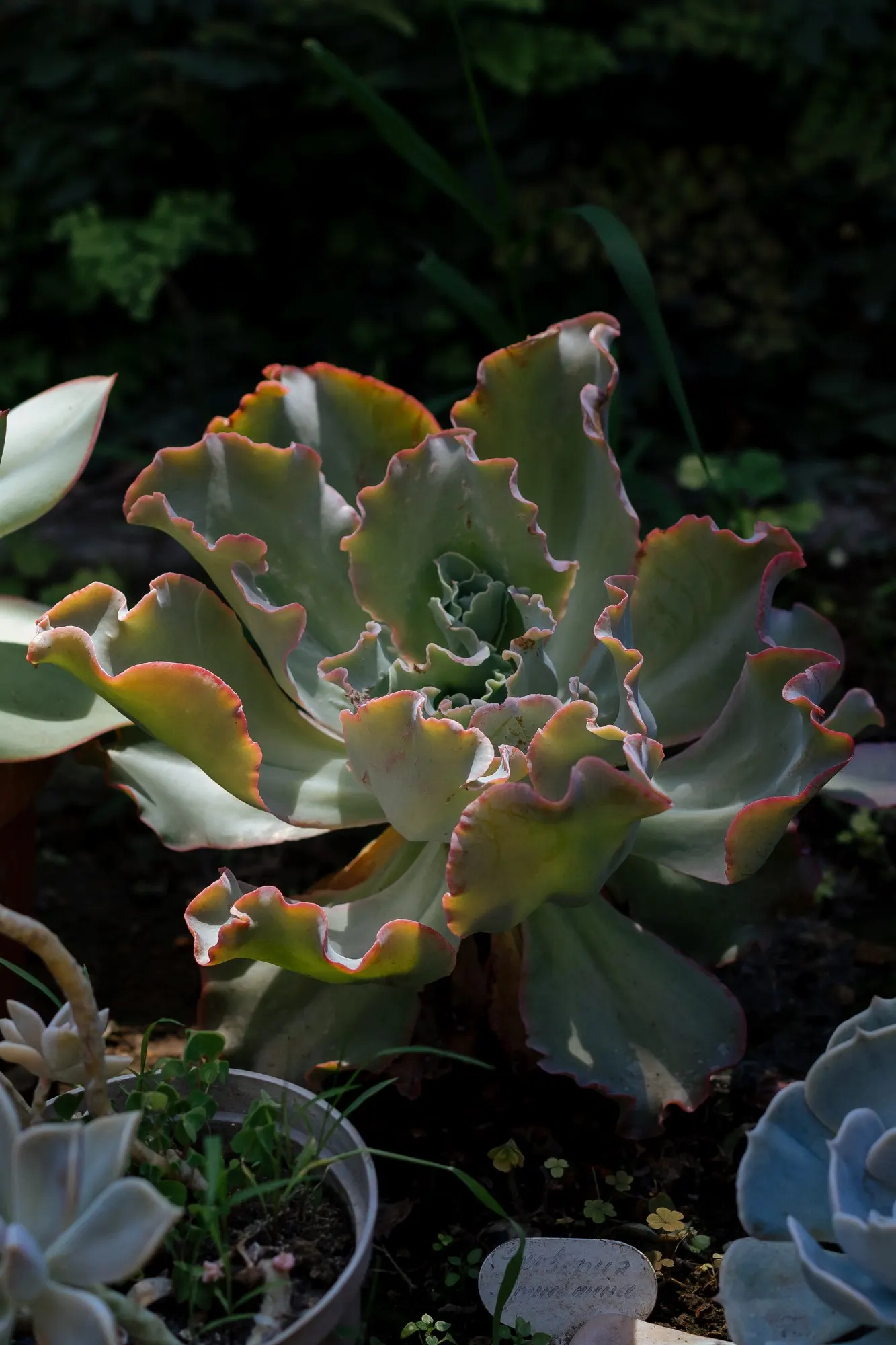 Hens And Chicks (Echeveria 'Violet Queen') — The Echeveria 'Violet Queen,' popularly known as the Violet Queen Hen and Chicks