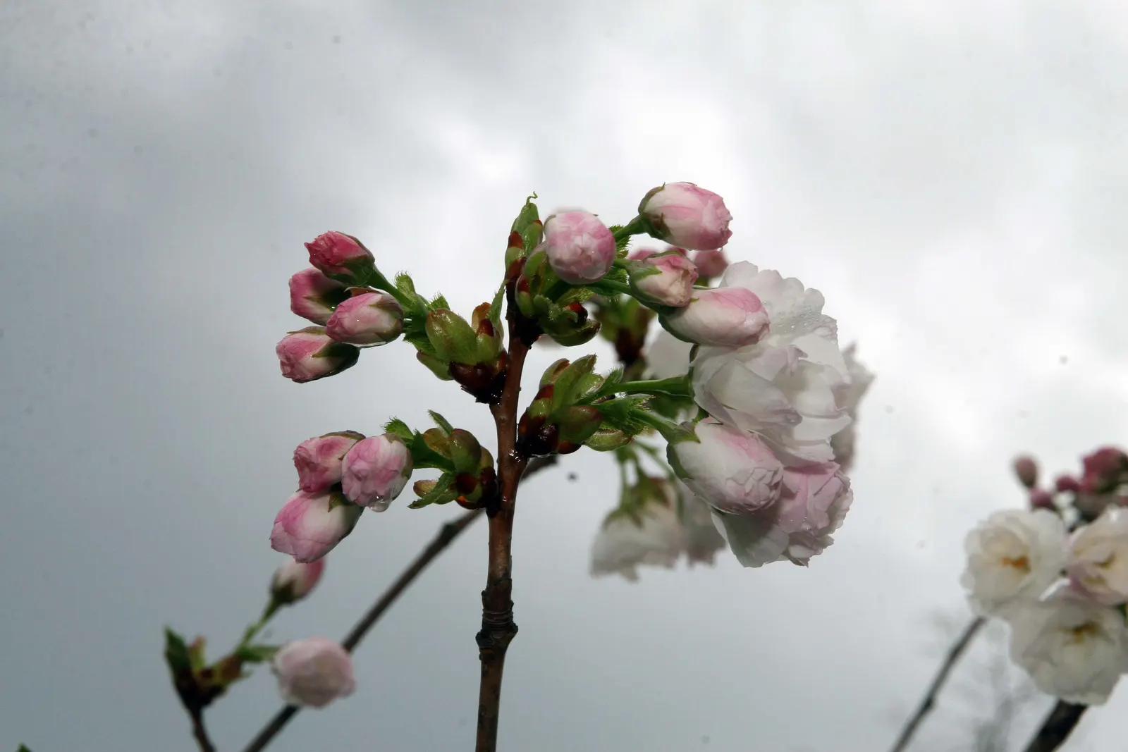 Fuji Flowering Cherry (Prunus Serrulata 'Shirotae') — enhancing gardens with a serene aesthetic