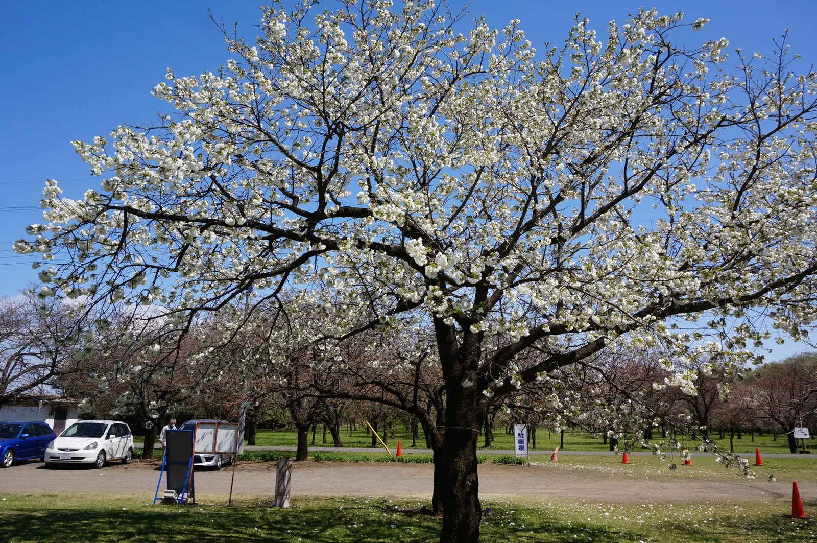 Fuji Flowering Cherry (Prunus Serrulata 'Shirotae') — stands as a captivating specimen in any landscape design with its arresting spring display and elegant
