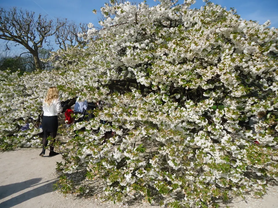 Fuji Flowering Cherry (Prunus Serrulata 'Shirotae') — Preferring full sun, it thrives in well-drained soil