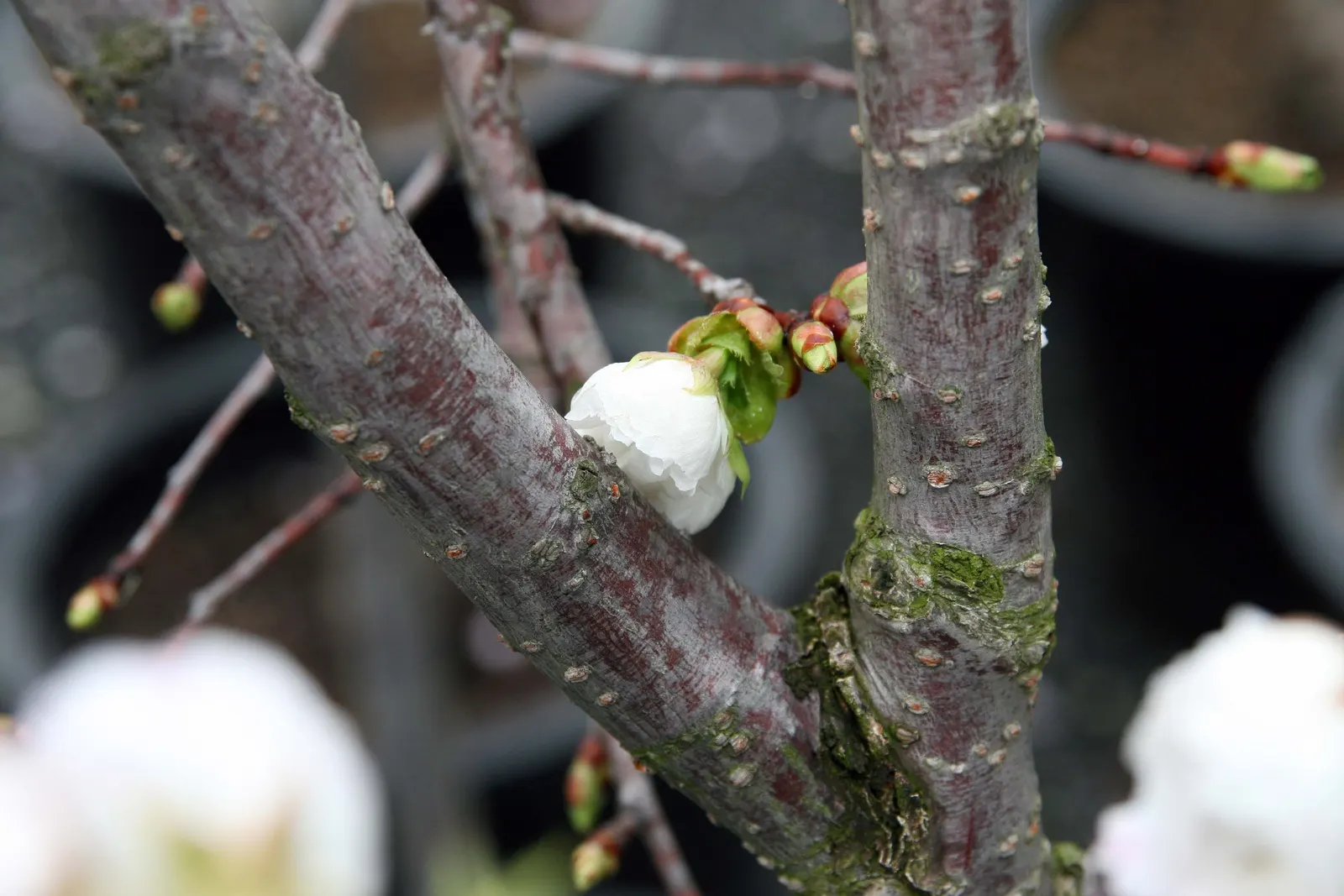 Fuji Flowering Cherry (Prunus Serrulata 'Shirotae') — Its horizontal branching pattern creates a graceful