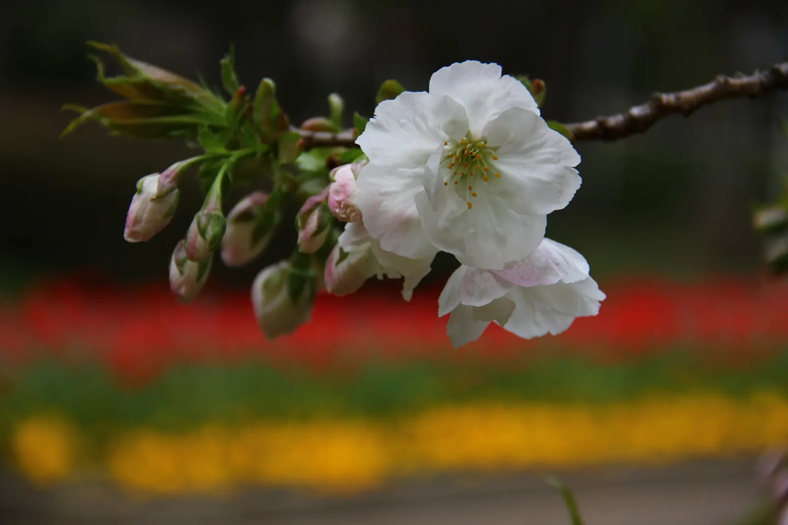 Fuji Flowering Cherry (Prunus Serrulata 'Shirotae') — the 'Shirotae' captures attention with its bountiful clusters of fragrant