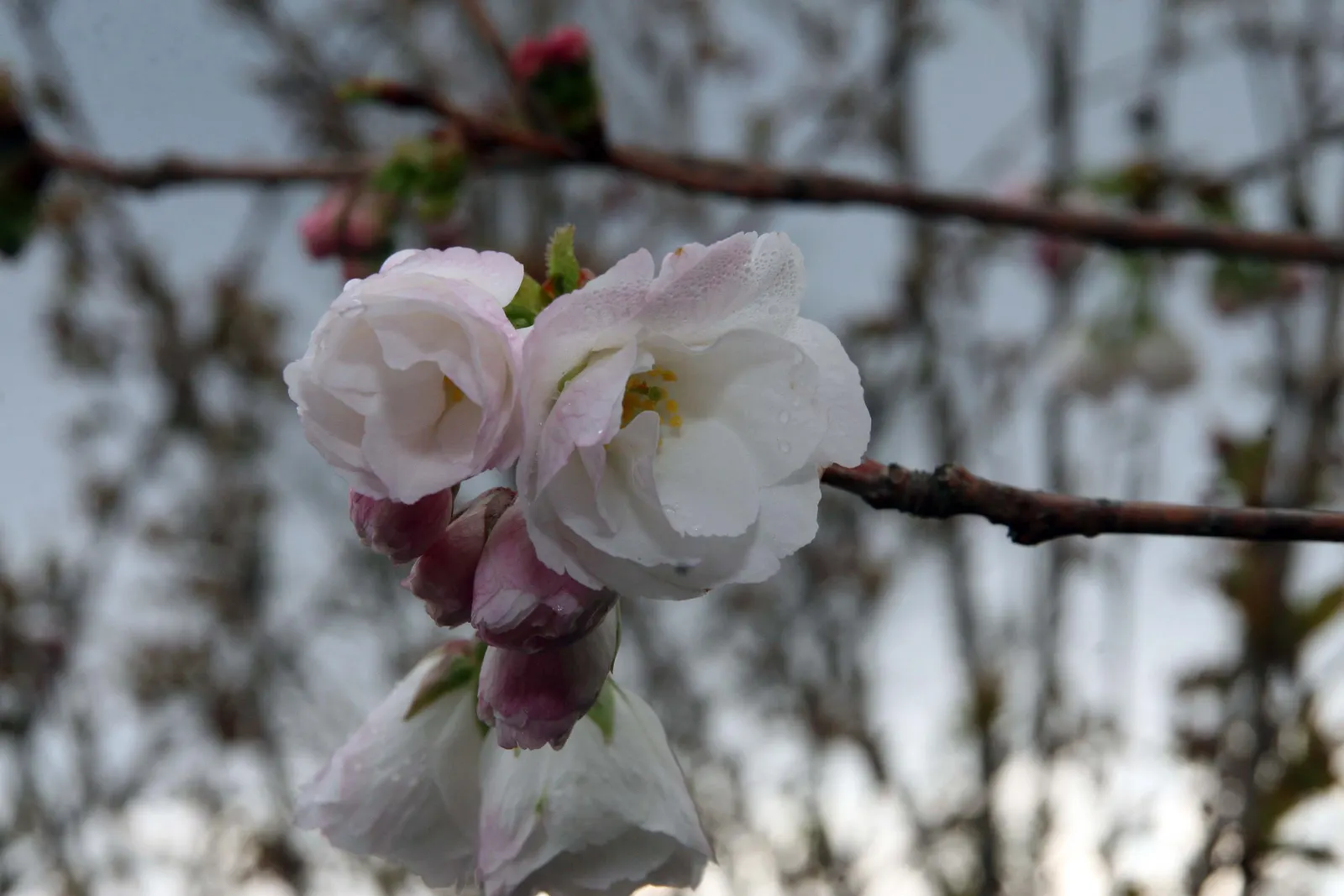 Fuji Flowering Cherry (Prunus Serrulata 'Shirotae') — it reaches up to 15-20 feet in height and spread