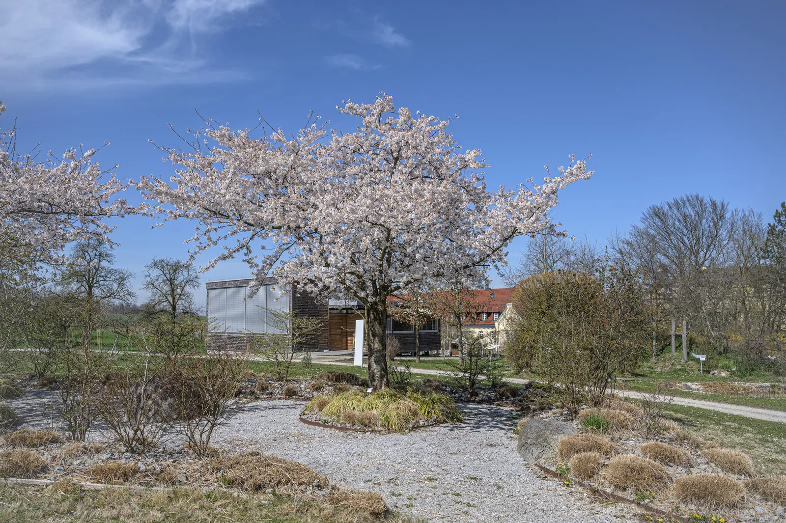 Fuji Flowering Cherry (Prunus Serrulata 'Shirotae') — reaching an approximate height and width of 15 to 20 feet at full maturity.<br><br>In the spring