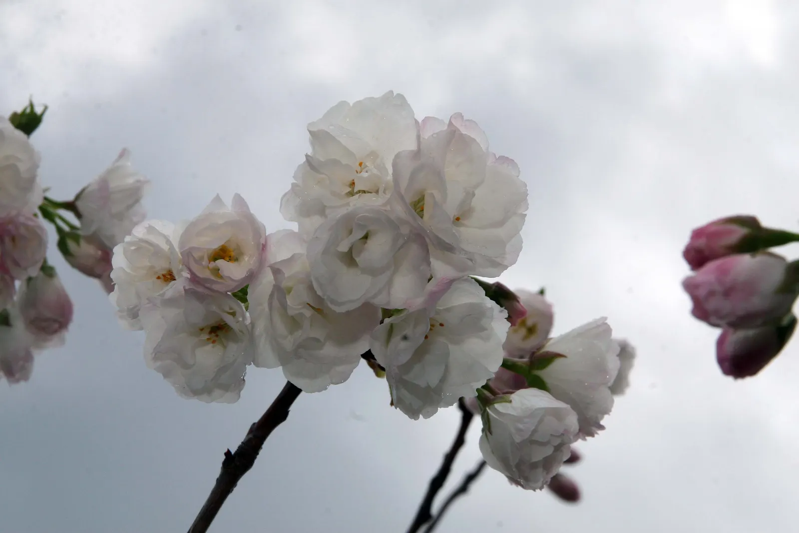 Fuji Flowering Cherry (Prunus Serrulata 'Shirotae') — Hardy in Zones 5-8, it offers modest fall color