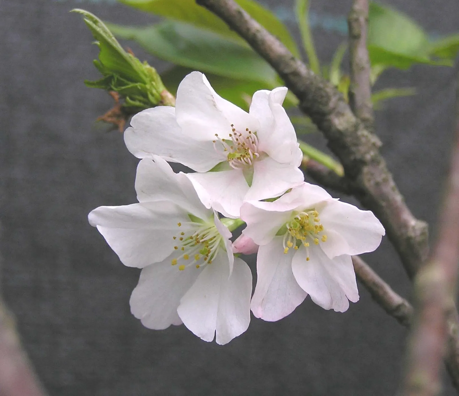 Fuji Flowering Cherry (Prunus Serrulata 'Shirotae') — features a stunning display of white blossoms in spring