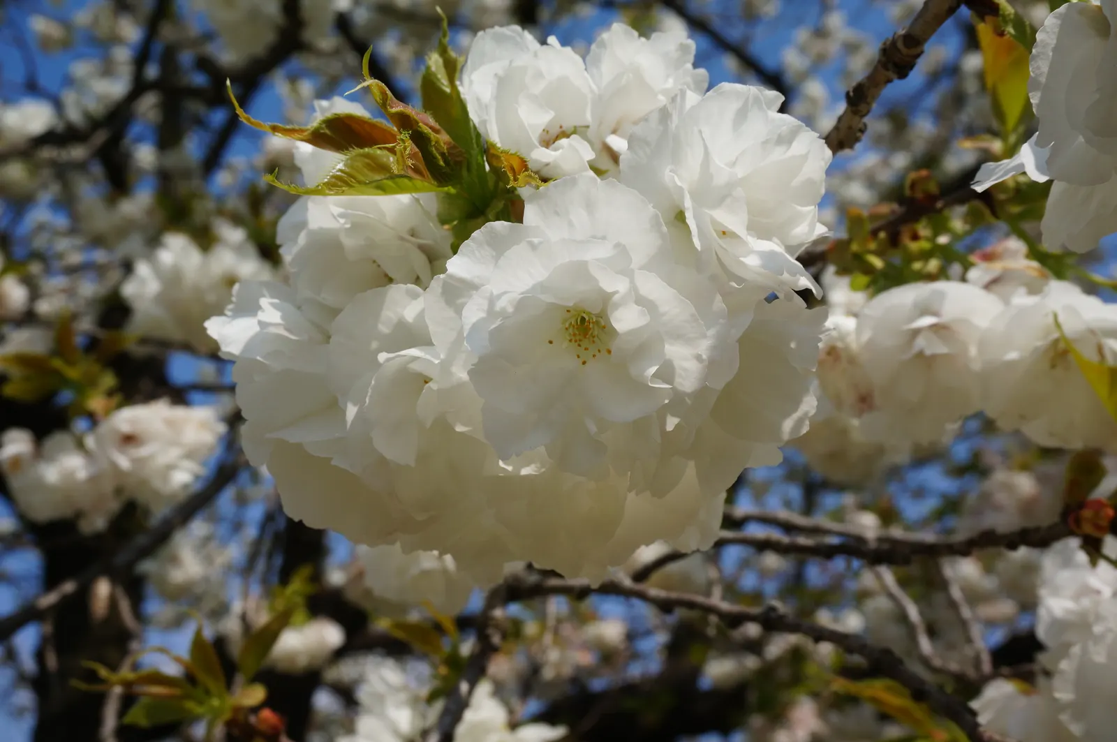 Fuji Flowering Cherry (Prunus Serrulata 'Shirotae') — scientifically termed Prunus serrulata 'Shirotae'