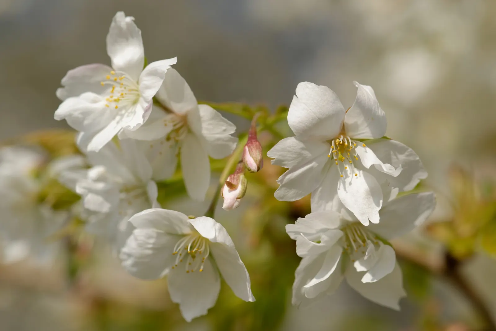 Fuji Flowering Cherry (Prunus Serrulata 'Shirotae') — making it an ideal focal point