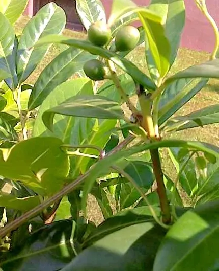 Cherry Laurel (Prunus Laurocerasus 'Castlewellan') — shrub for full or half or shade; it is also notably resistant to diseases and pests, image 60