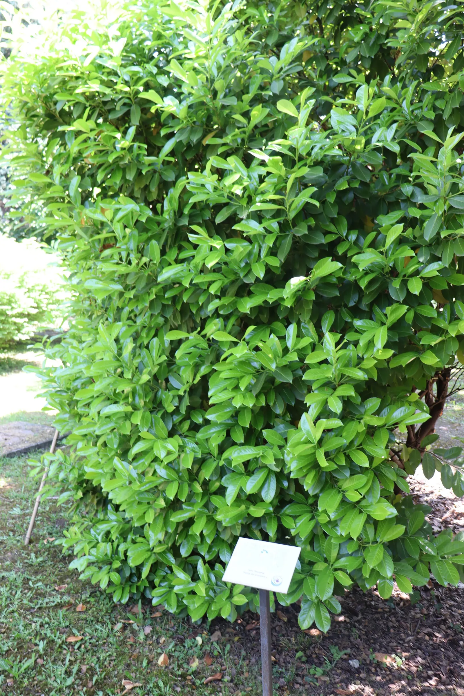 Cherry Laurel (Prunus Laurocerasus 'Castlewellan') — white flowers in the garden; it thrives in full sun to partial shade and prefers moist, well-drained soil