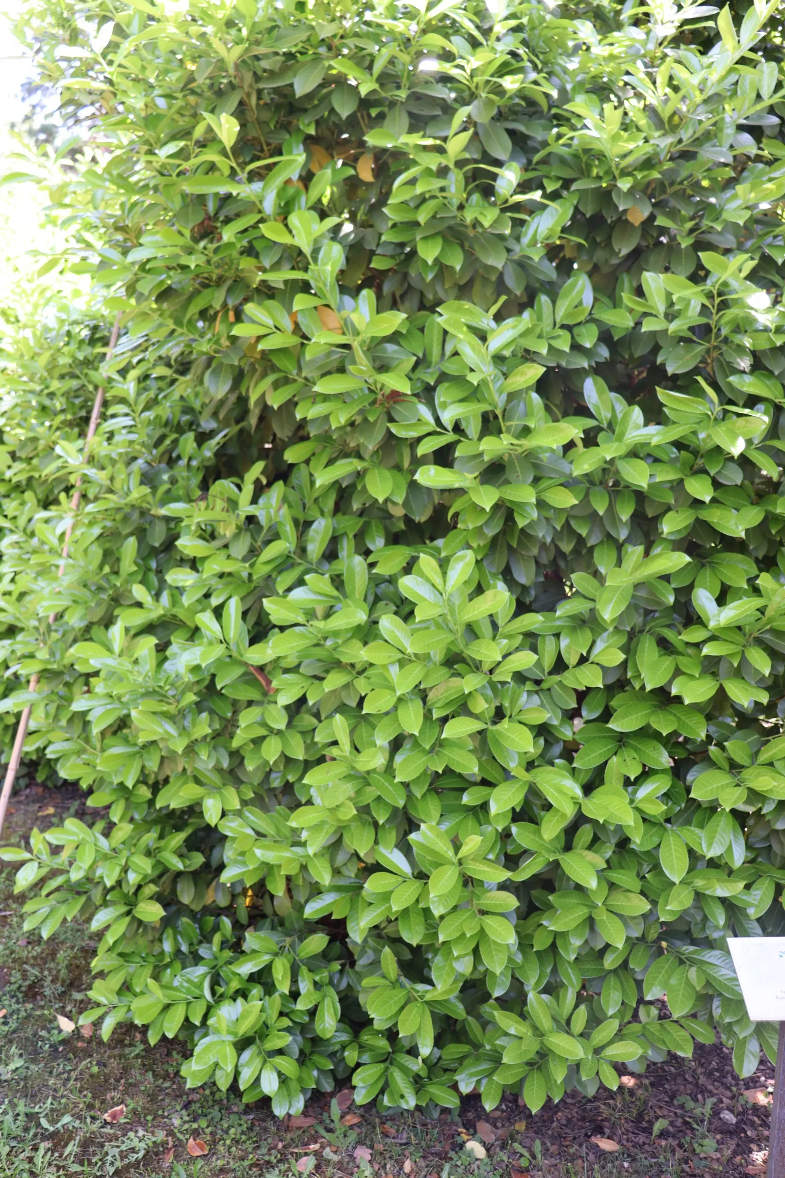 Cherry Laurel (Prunus Laurocerasus 'Castlewellan') — glossy green foliage with a golden-yellow tinge that subtly brightens gardens; shrub for full or half or