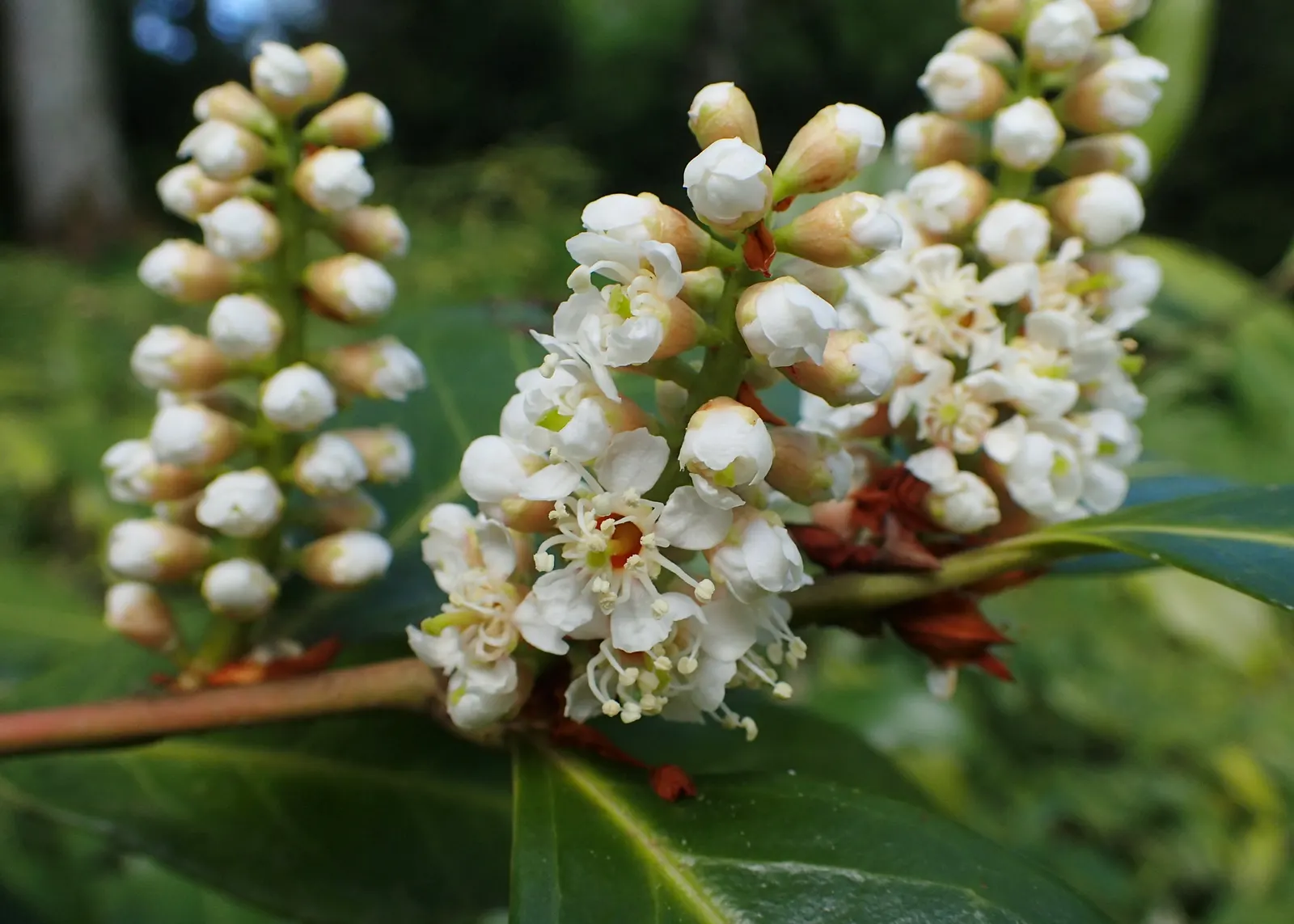 Cherry Laurel (Prunus Laurocerasus 'Castlewellan') — commonly known as Castlewellan Cherry Laurel; shrub with white blooms