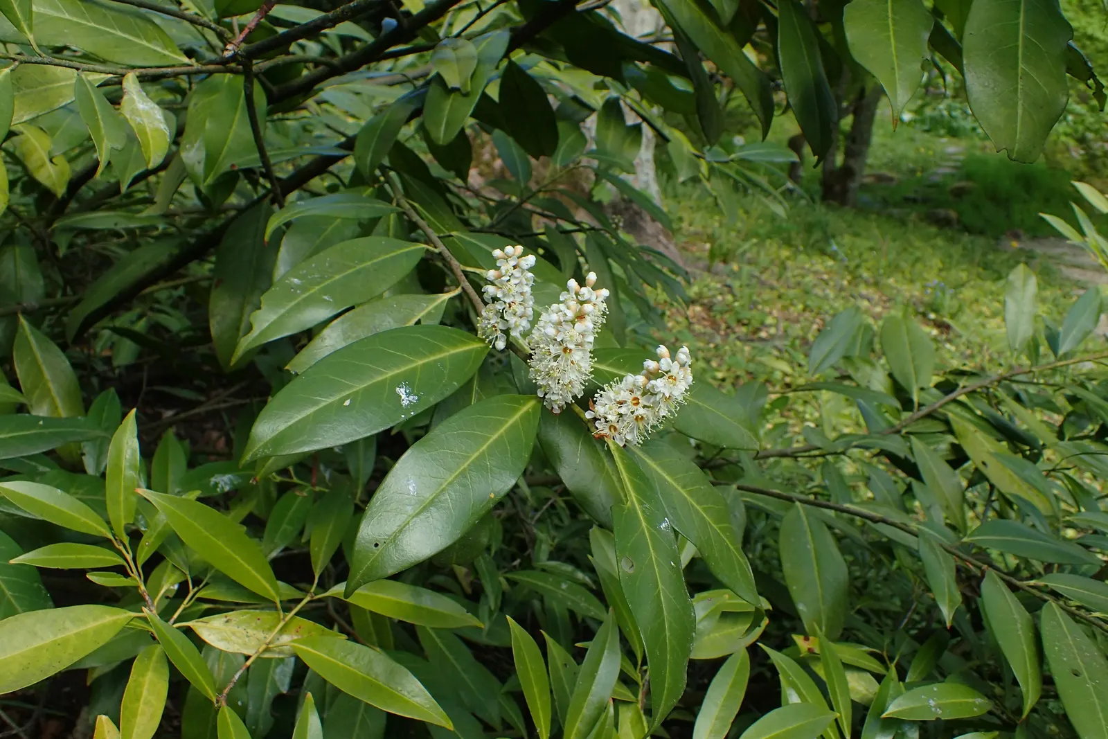 Cherry Laurel (Prunus Laurocerasus 'Castlewellan') — It is also notably resistant to diseases and pests