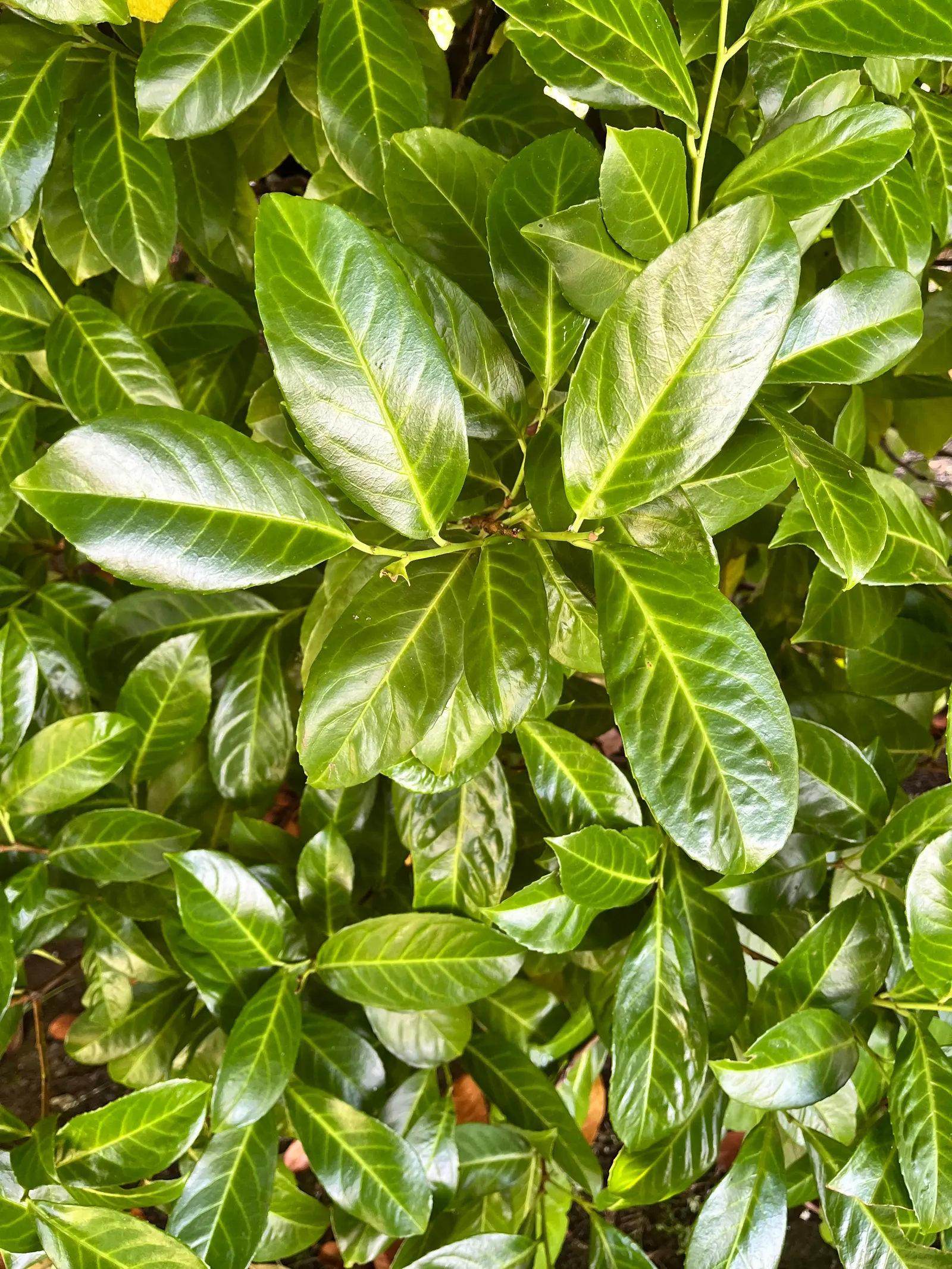 Cherry Laurel (Prunus Laurocerasus 'Castlewellan') — glossy green foliage with a golden-yellow tinge that subtly brightens gardens