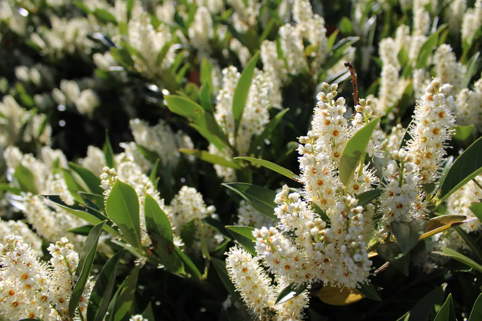 Cherry Laurel (Prunus Laurocerasus 'Castlewellan') — Its dense growth habit makes it ideal for privacy screens or hedges; white spring blossoms, image 64