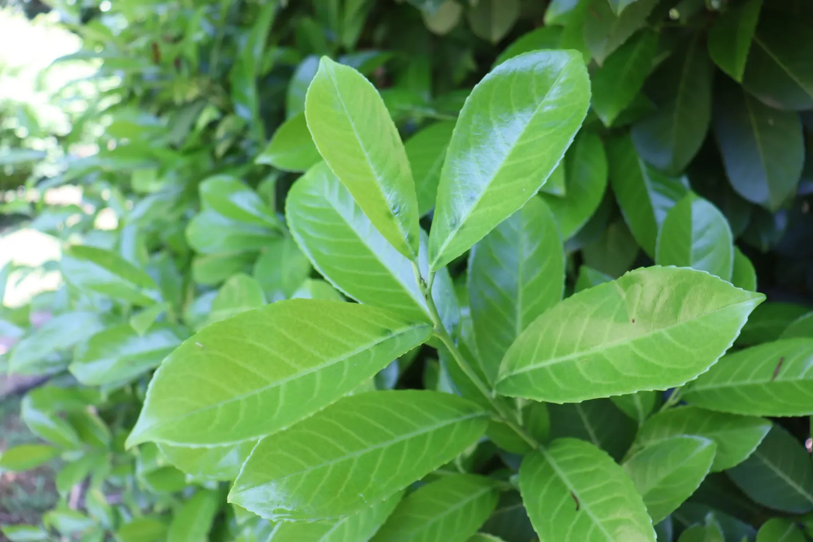 Cherry Laurel (Prunus Laurocerasus 'Castlewellan') — It thrives in full sun to partial shade and prefers moist, well-drained soil