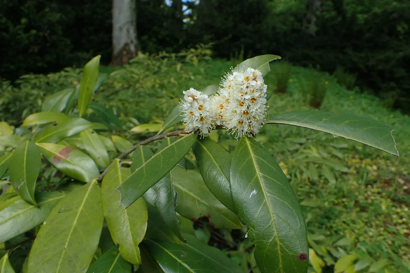 Cherry Laurel (Prunus Laurocerasus 'Castlewellan') — the 'Castlewellan' thrives in full sun to partial shade and prefers moist; glossy green foliage with a