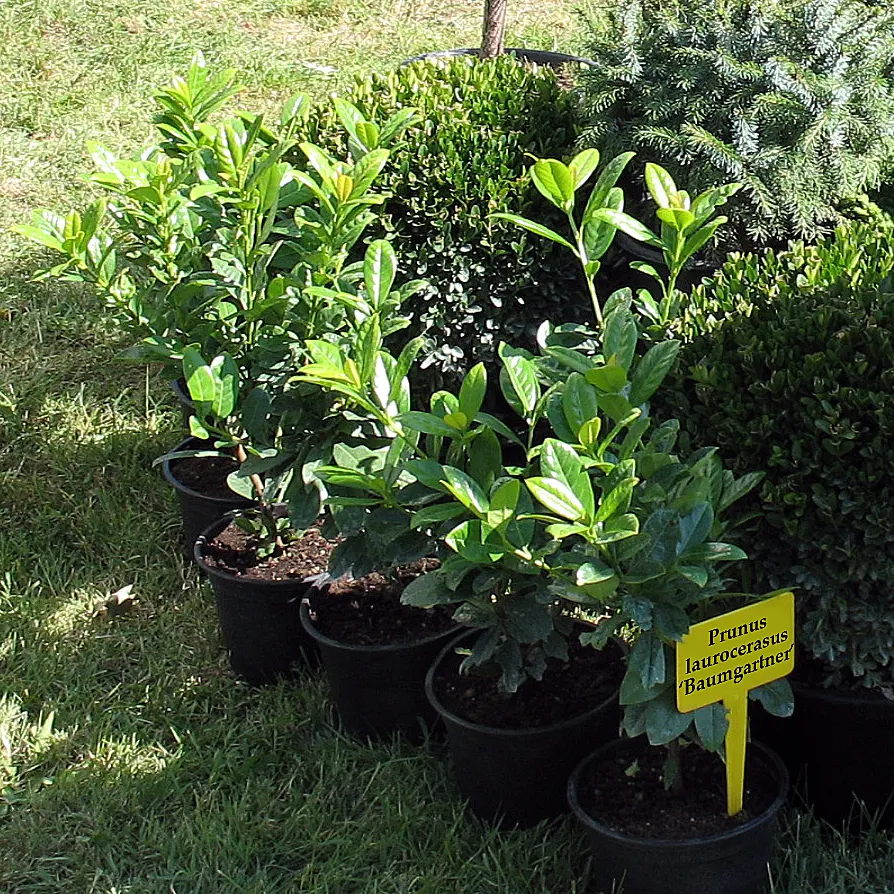 Cherry Laurel (Prunus Laurocerasus 'Castlewellan') — is an evergreen shrub that offers year-round interest in a landscape design