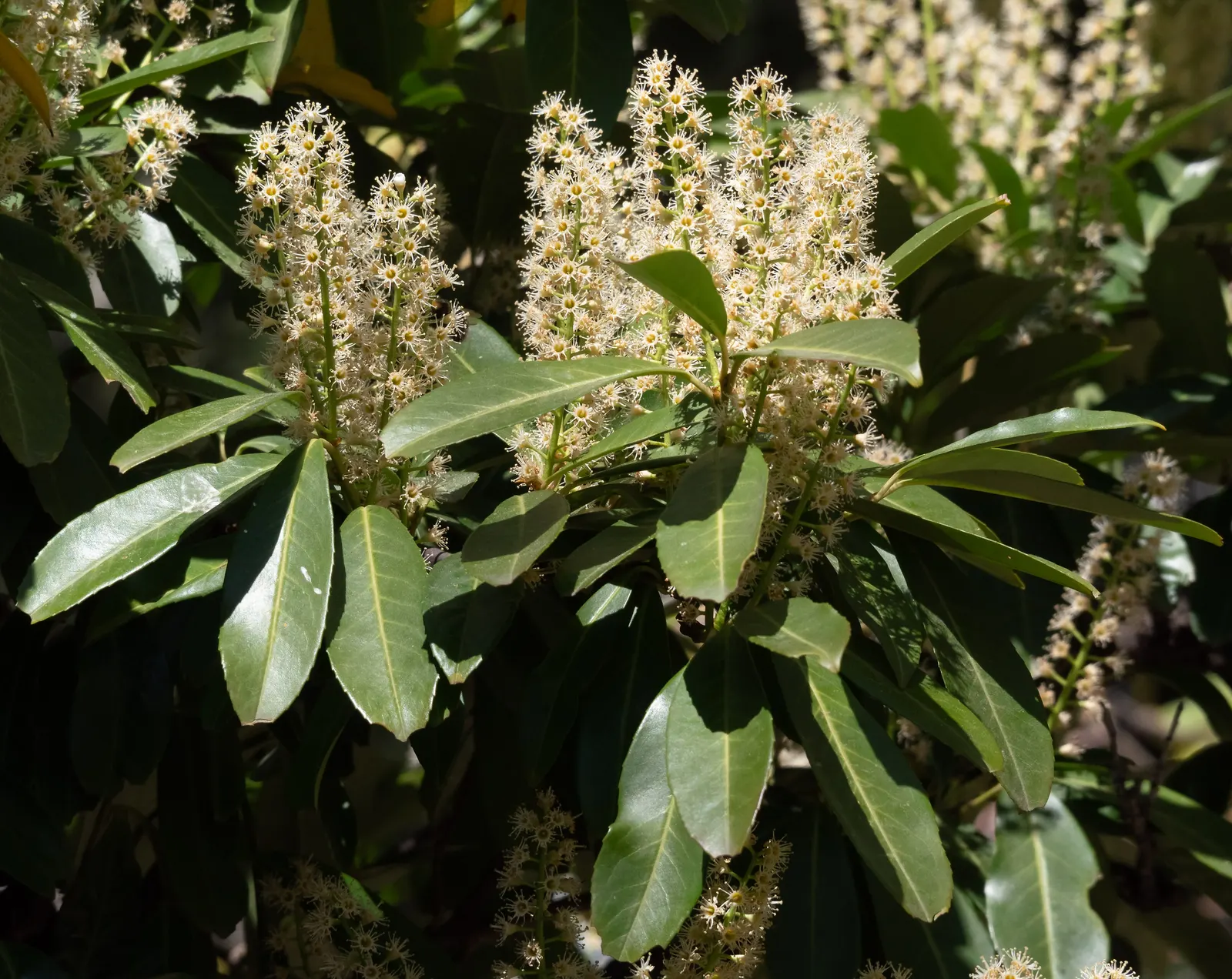 Cherry Laurel (Prunus Laurocerasus 'Castlewellan') — making it an excellent choice for privacy hedges or screens