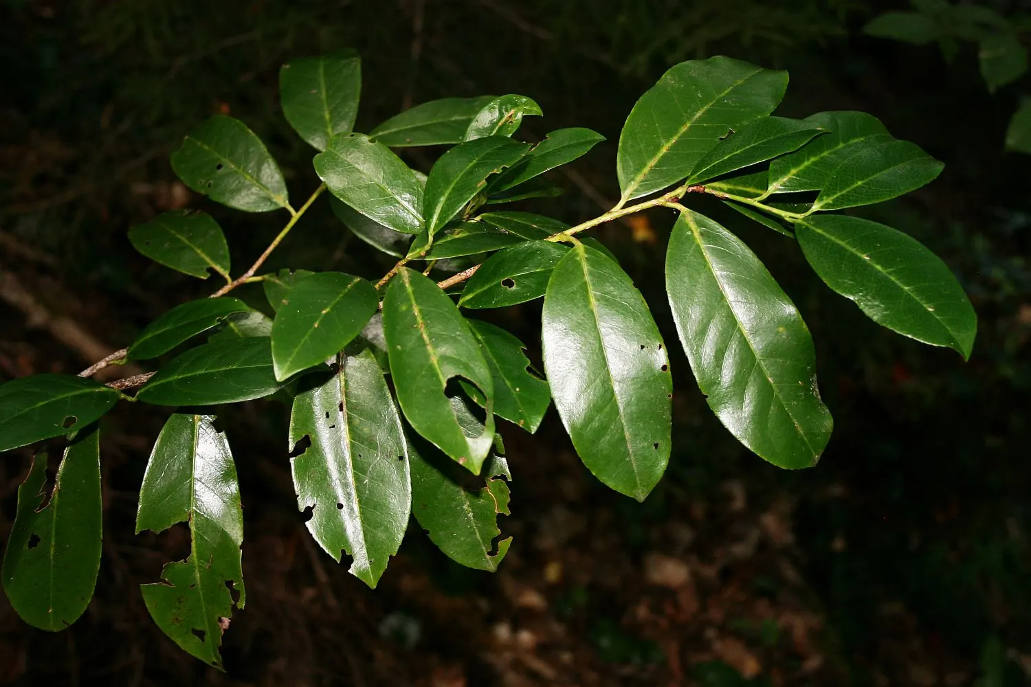Cherry Laurel (Prunus Laurocerasus 'Castlewellan') — This vigorous Cherry Laurel reaches up to 15 feet in height and 10 feet in width; making it an, image 62