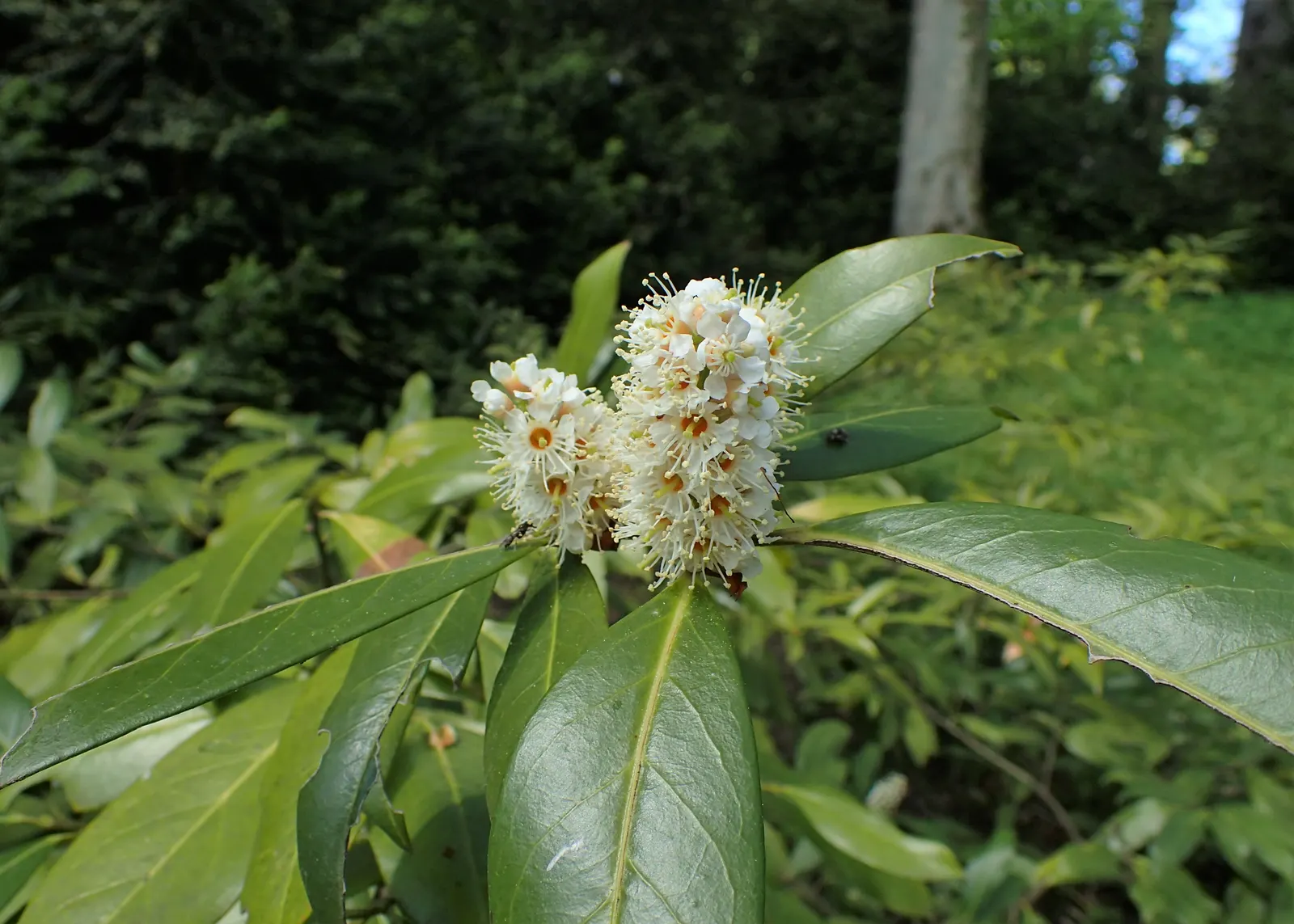 Cherry Laurel (Prunus Laurocerasus 'Castlewellan') — shrub for full or half or shade