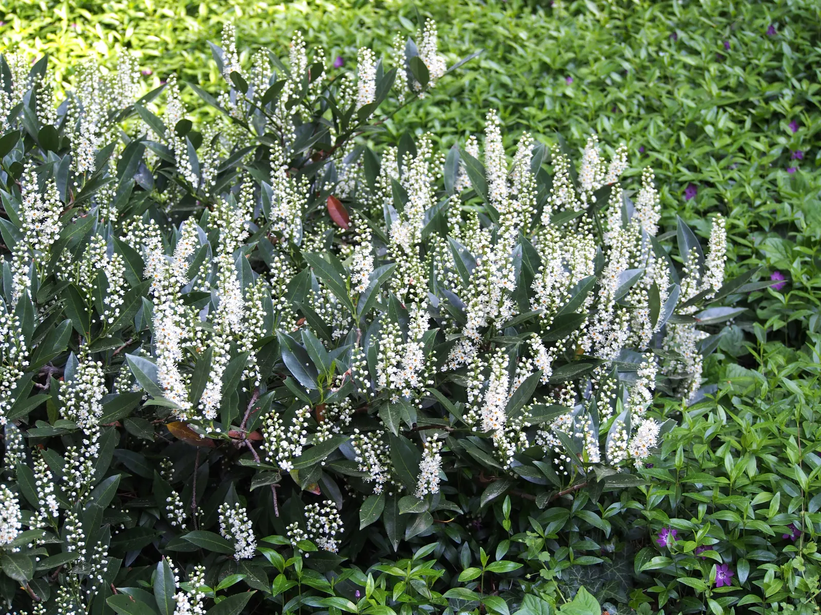 Cherry Laurel (Prunus Laurocerasus 'Castlewellan') — This vigorous Cherry Laurel reaches up to 15 feet in height and 10 feet in width; making it an, image 42