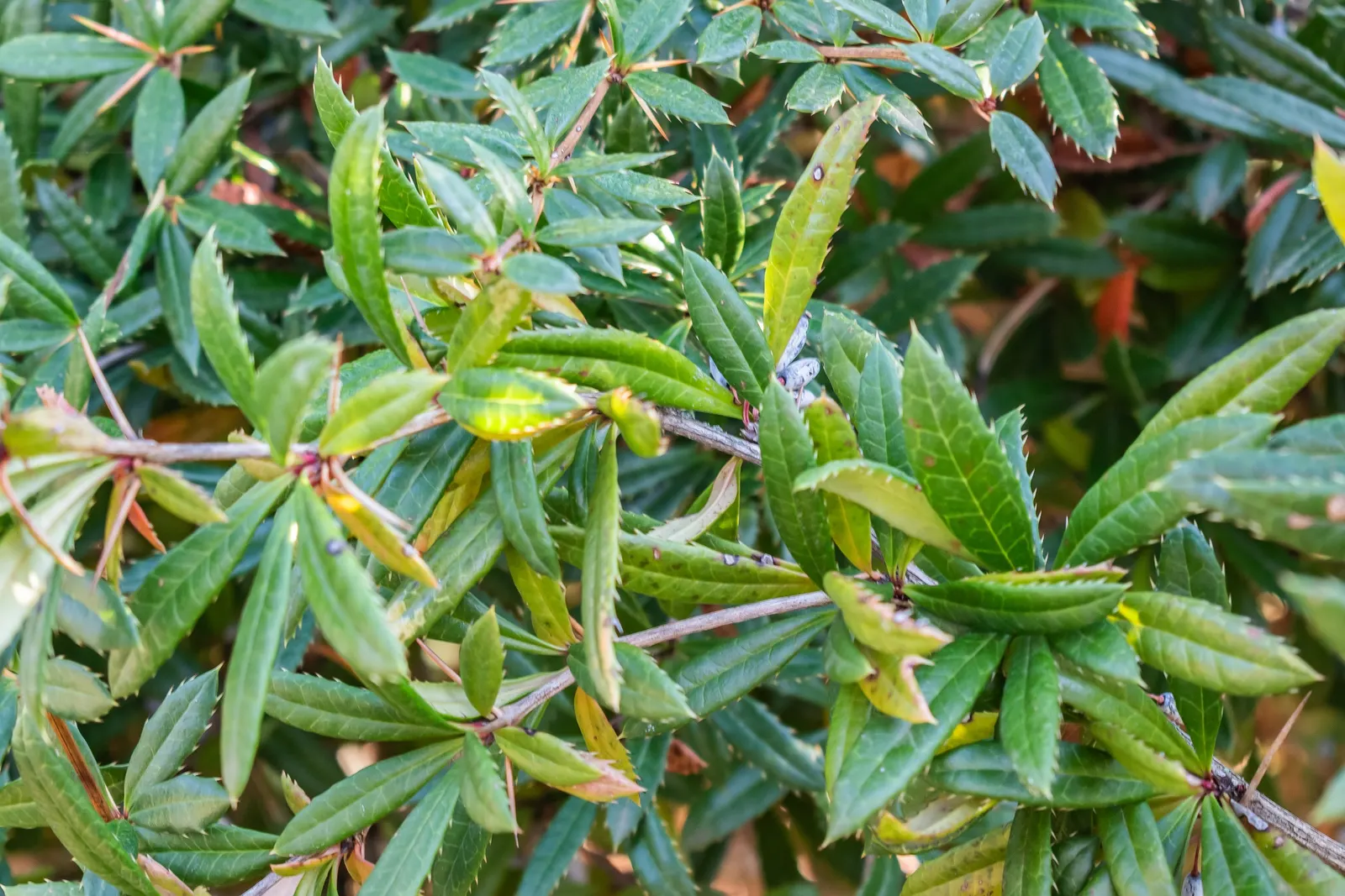Cherry Laurel (Prunus Laurocerasus 'Castlewellan') — the 'Castlewellan' thrives in full sun to partial shade and prefers moist; glossy green, image 56