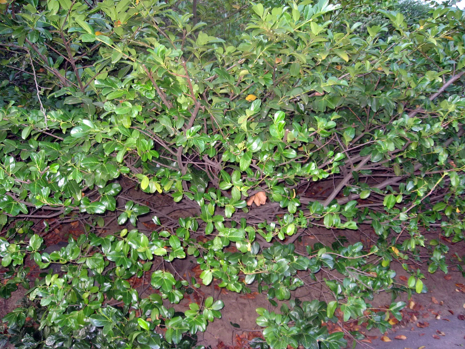 Cherry Laurel (Prunus Laurocerasus 'Castlewellan') — offering an ecological benefit.<br><br>Adaptable and hardy in USDA zones 6-9; this vigorous, image 55