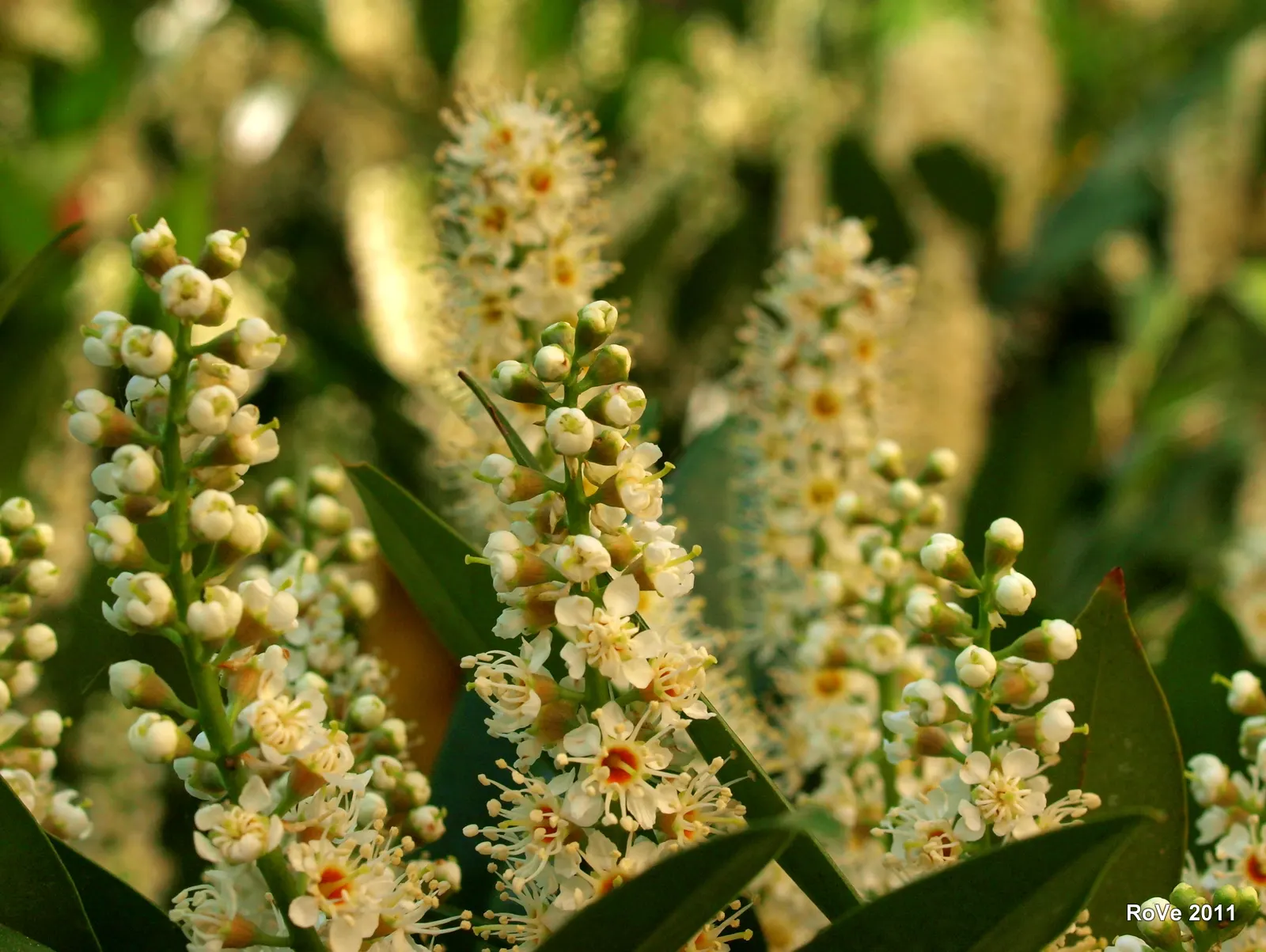 Cherry Laurel (Prunus Laurocerasus 'Castlewellan') — approximately 4 to 6 inches in length; is an evergreen shrub that offers year-round interest in a