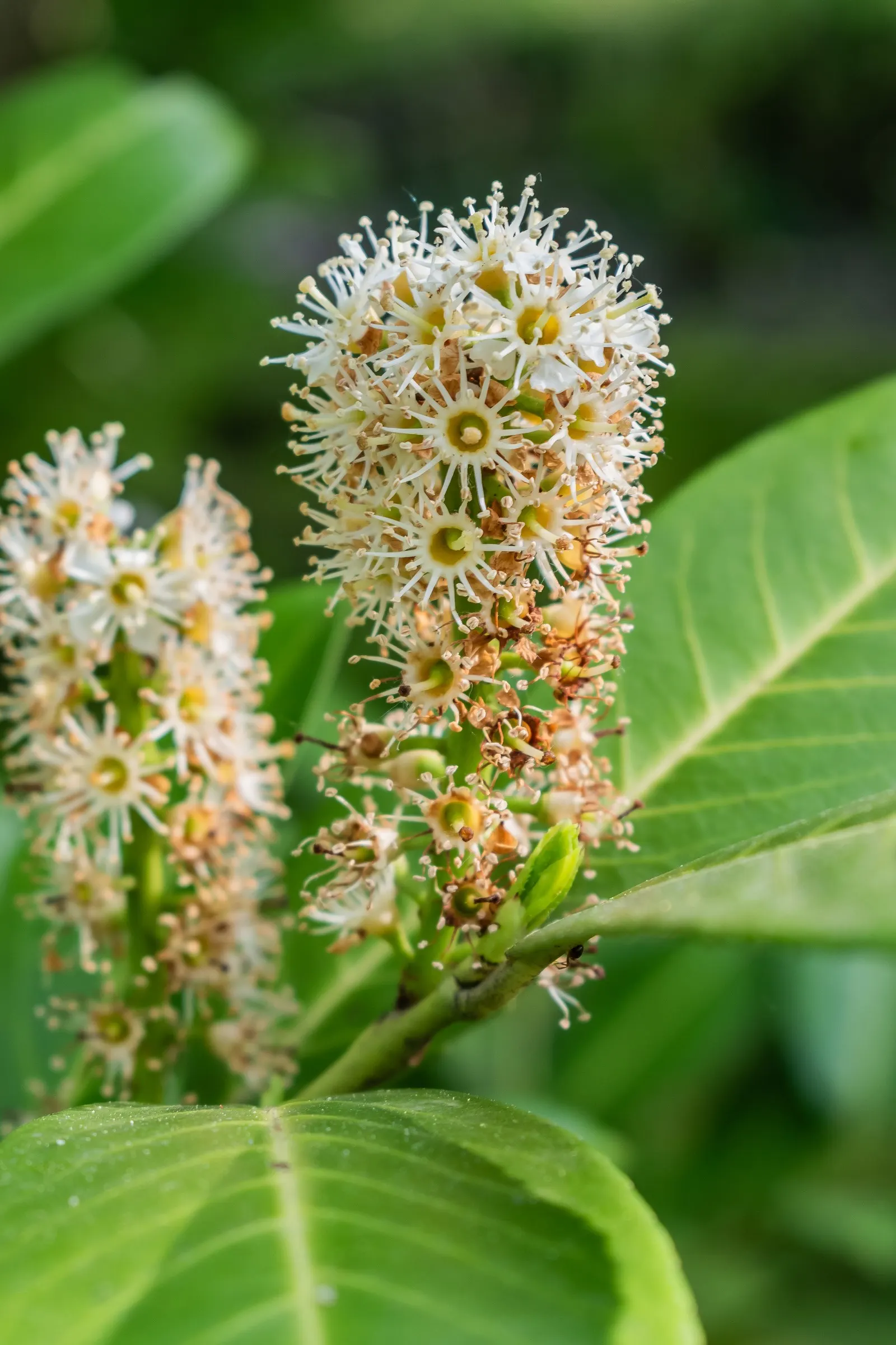 Cherry Laurel (Prunus Laurocerasus 'Castlewellan') — is an evergreen shrub that offers year-round interest in a landscape design; commonly known as