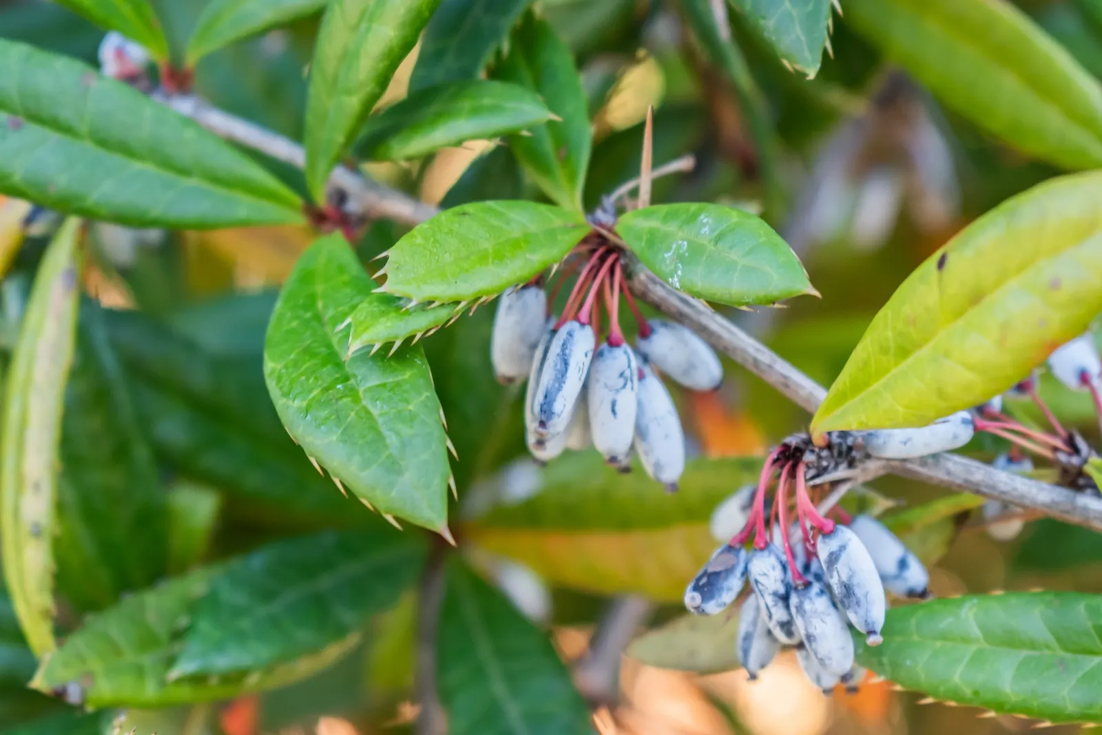 Cherry Laurel (Prunus Laurocerasus 'Castlewellan') — Prunus laurocerasus 'Castlewellan' is an evergreen shrub with lustrous, gold-variegated, image 61