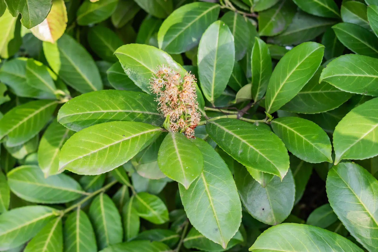 Cherry Laurel (Prunus Laurocerasus 'Castlewellan') — making it an excellent choice for privacy hedges or screens; cherry-like red fruits that mature to a dark
