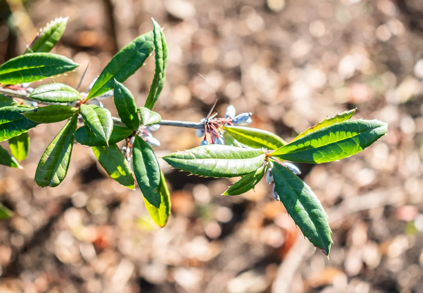 Cherry Laurel (Prunus Laurocerasus 'Castlewellan') — cherry-like red fruits that mature to a dark black-purple and are favored by birds; offering, image 54