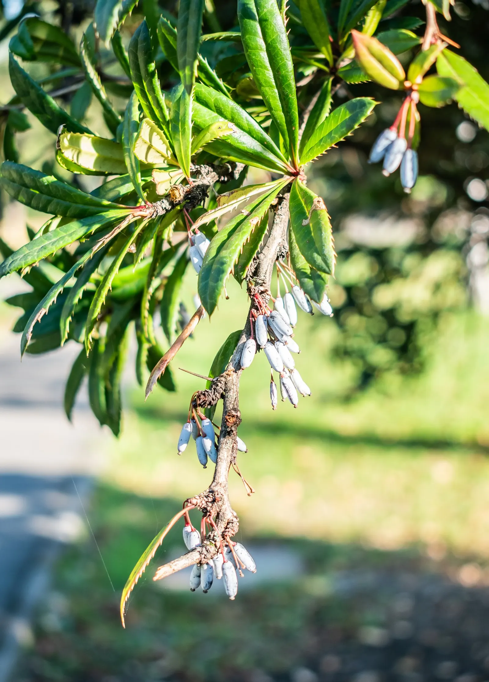 Cherry Laurel (Prunus Laurocerasus 'Castlewellan') — This cultivar is known for its lush