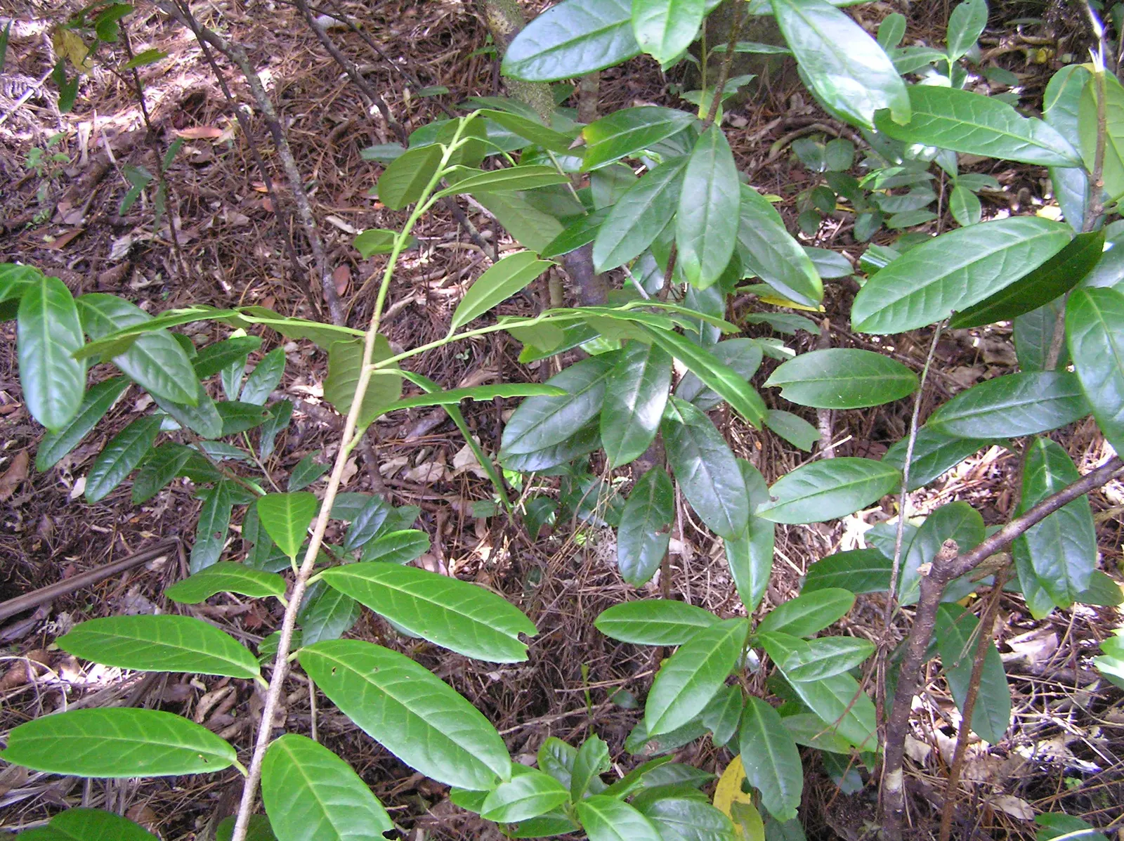 Cherry Laurel (Prunus Laurocerasus 'Castlewellan') — approximately 4 to 6 inches in length