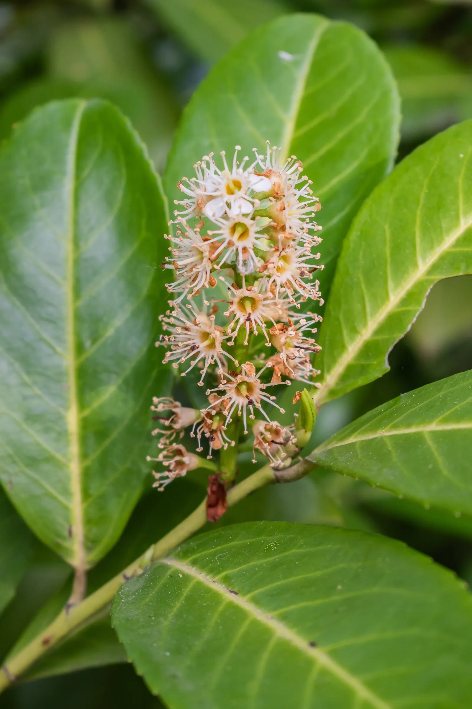 Cherry Laurel (Prunus Laurocerasus 'Castlewellan') — It thrives in full sun to partial shade and prefers moist, well-drained soil; white flowers in, image 43