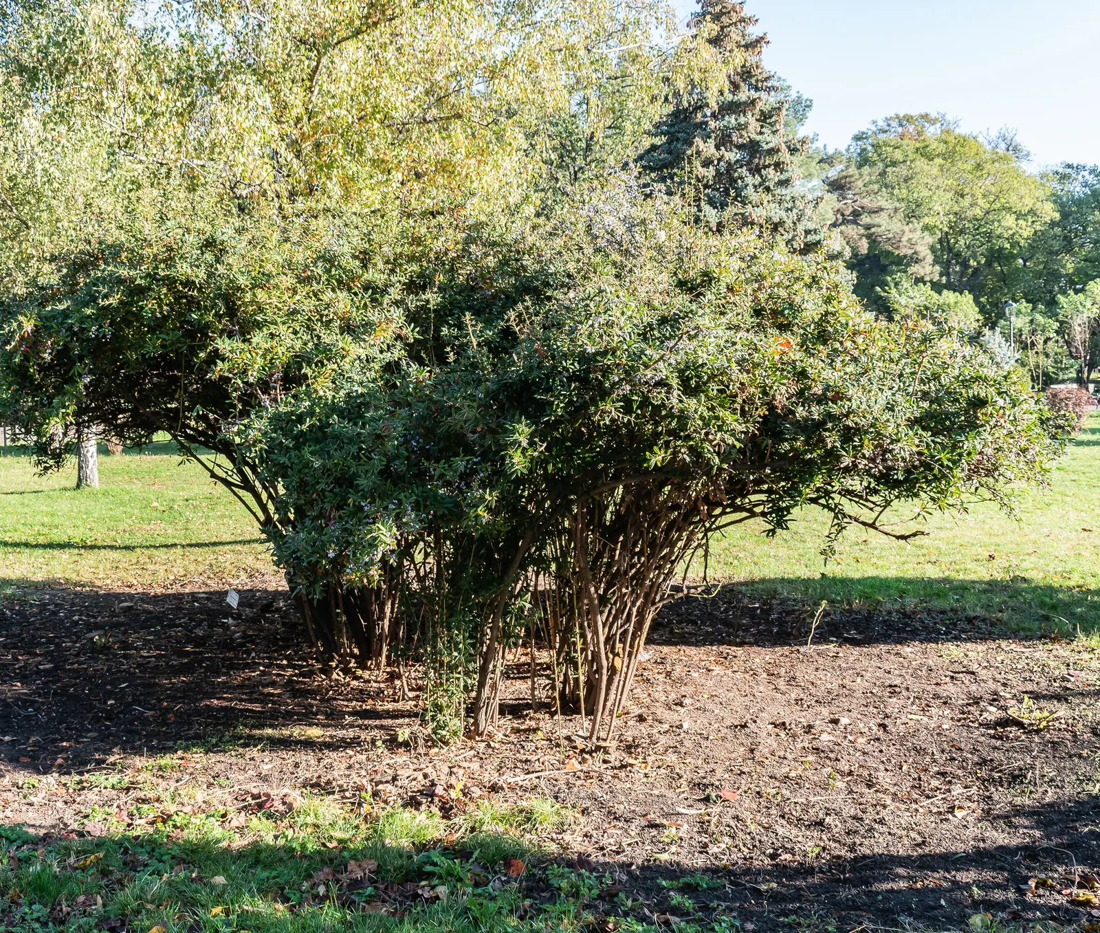 Cherry Laurel (Prunus Laurocerasus 'Castlewellan') — White spring blossoms followed by small, inedible black fruit, add seasonal interest; the, image 45