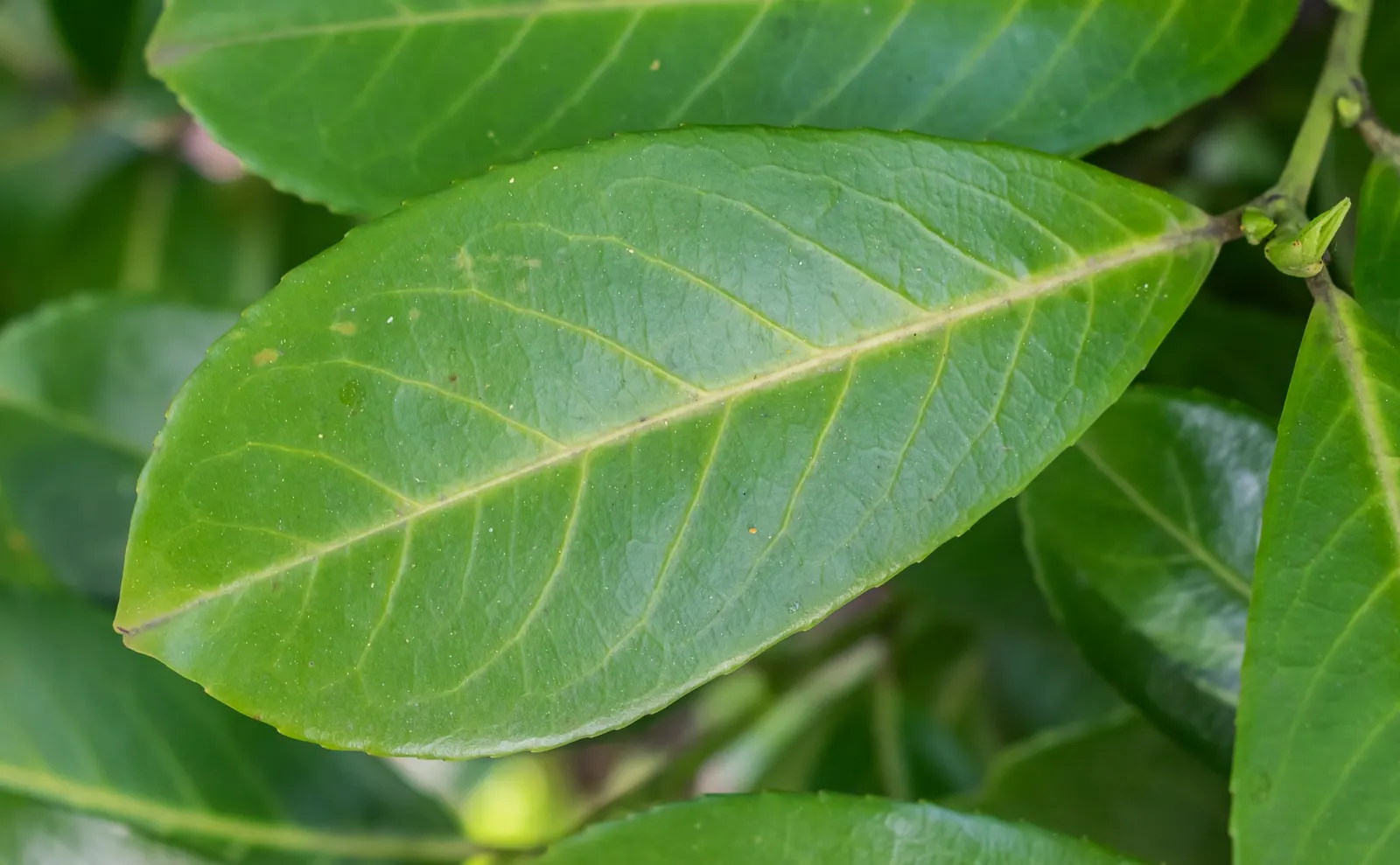 Cherry Laurel (Prunus Laurocerasus 'Castlewellan') — This vigorous Cherry Laurel reaches up to 15 feet in height and 10 feet in width