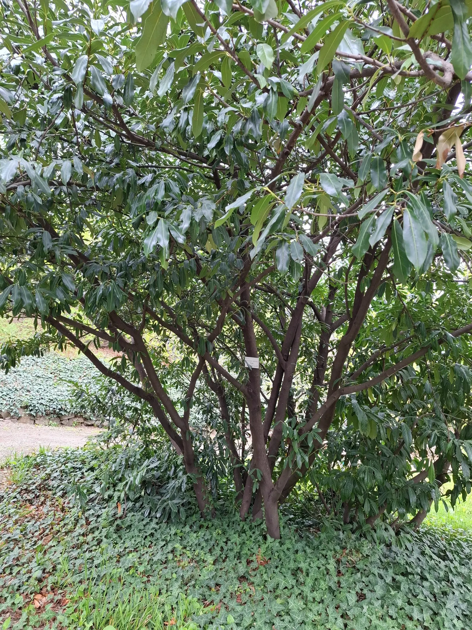 Cherry Laurel (Prunus Laurocerasus 'Castlewellan') — which are about a half-inch in diameter and arranged in attractive upright racemes; this cultivar is known
