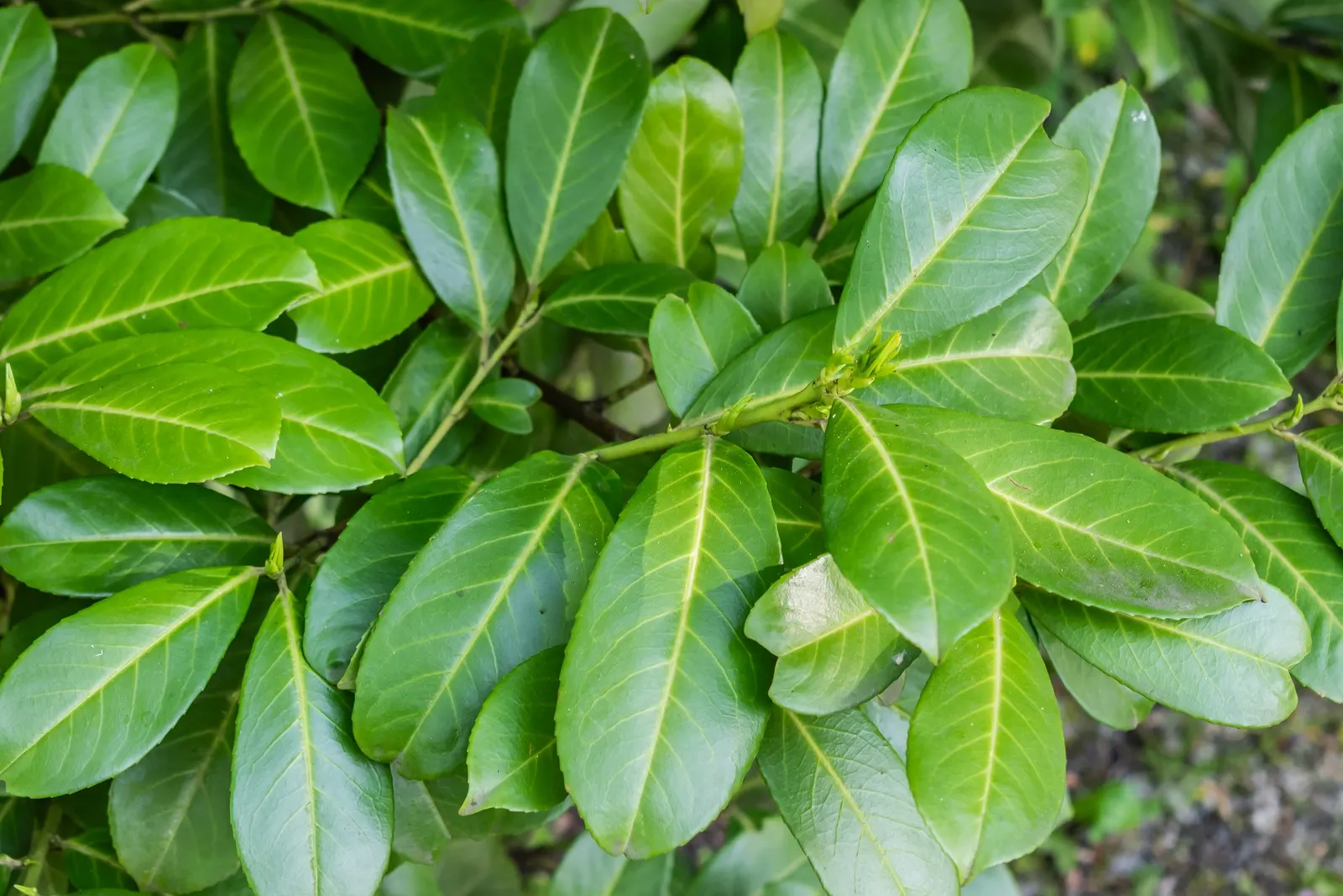 Cherry Laurel (Prunus Laurocerasus 'Castlewellan') — the 'Castlewellan' thrives in full sun to partial shade and prefers moist