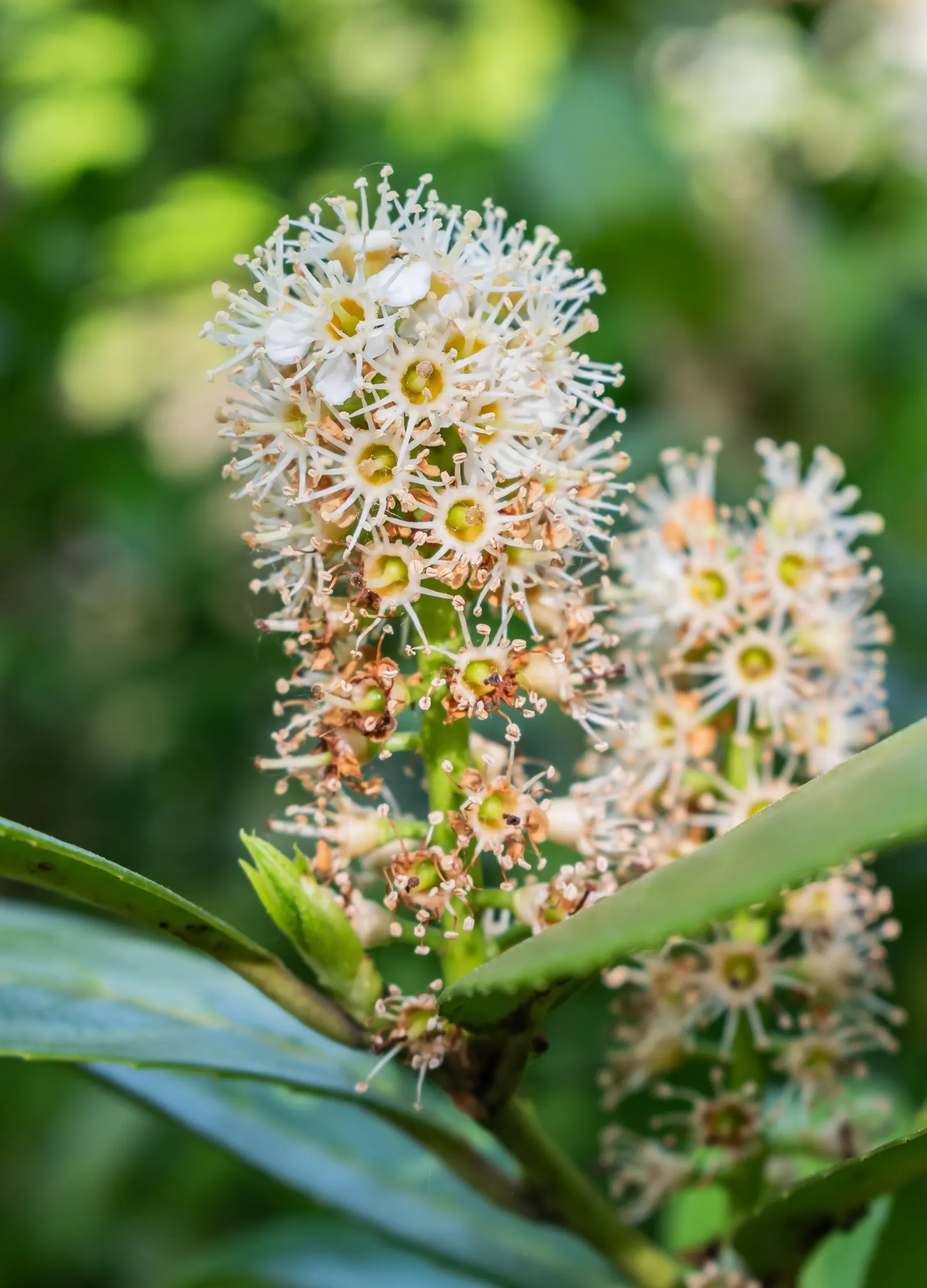 Cherry Laurel (Prunus Laurocerasus 'Castlewellan') — the plant produces modest but fragrant white flowers; prunus laurocerasus 'Castlewellan' is an evergreen