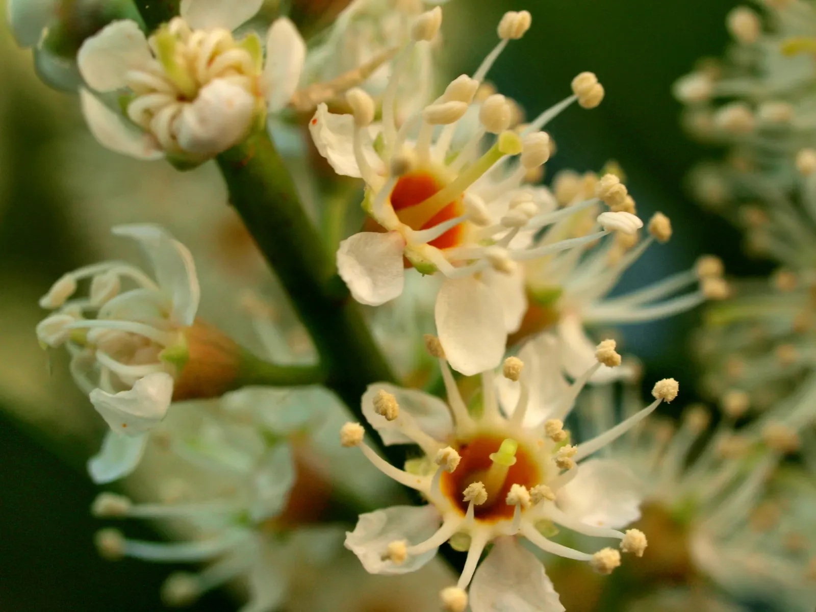 Cherry Laurel (Prunus Laurocerasus 'Castlewellan') — Its dense growth habit makes it ideal for privacy screens or hedges; white spring blossoms followed by