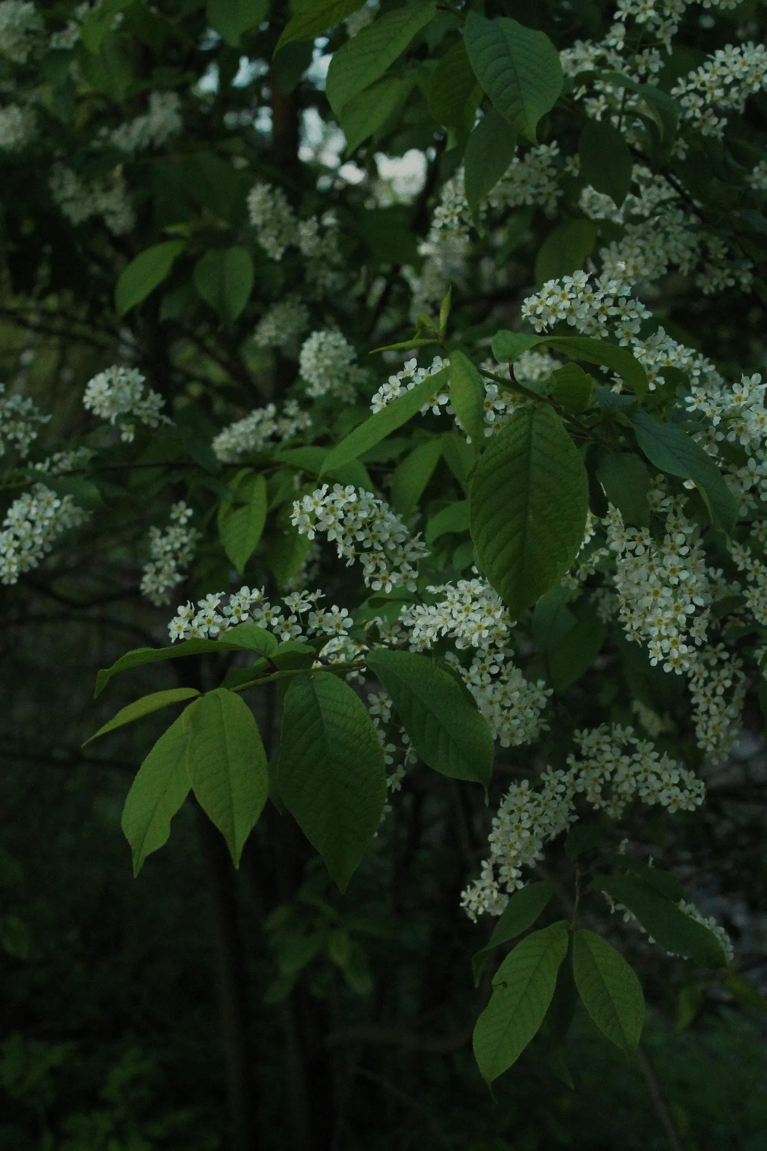 Cherry Laurel (Prunus Laurocerasus 'Castlewellan') — shrub with white blooms