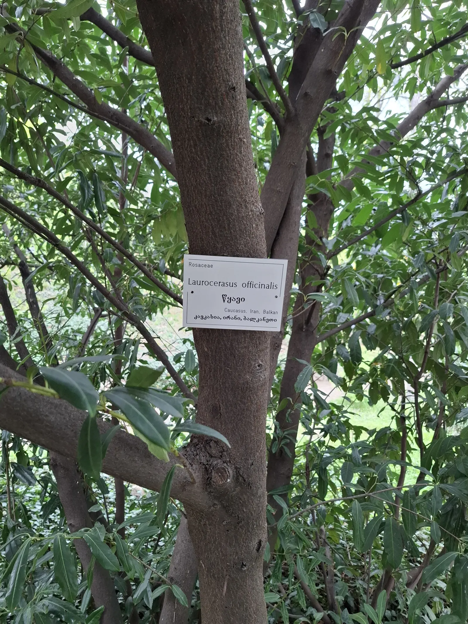 Cherry Laurel (Prunus Laurocerasus 'Castlewellan') — shrub for full or half or shade; it is also notably resistant to diseases and pests