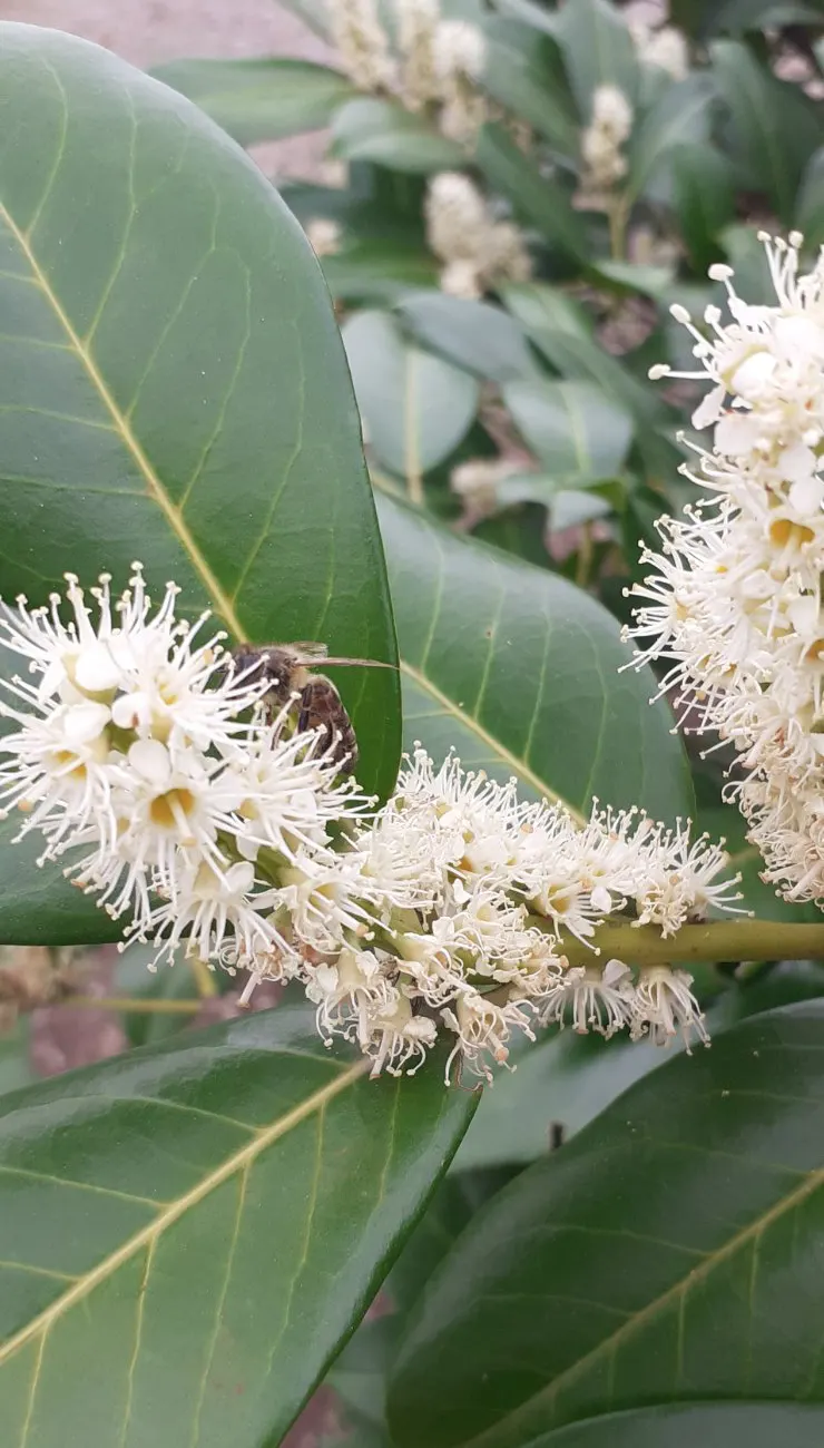 Cherry Laurel (Prunus Laurocerasus 'Castlewellan') — White spring blossoms followed by small, inedible black fruit, add seasonal interest