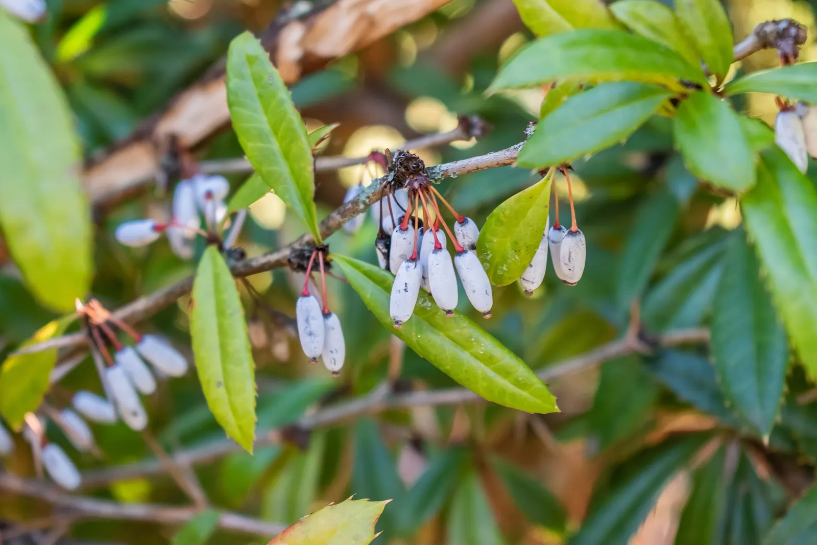 Cherry Laurel (Prunus Laurocerasus 'Castlewellan') — This cultivar is known for its lush; which are about a half-inch in diameter and arranged in, image 48