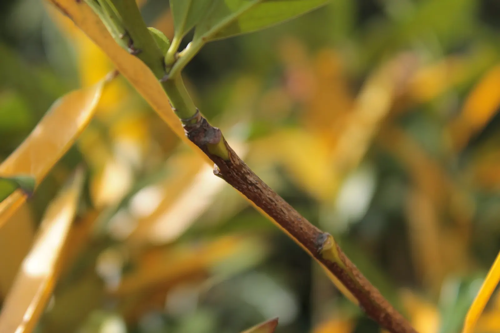 Cherry Laurel (Prunus Laurocerasus 'Castlewellan') — glossy green foliage with a golden-yellow tinge that subtly brightens gardens; shrub for full, image 49