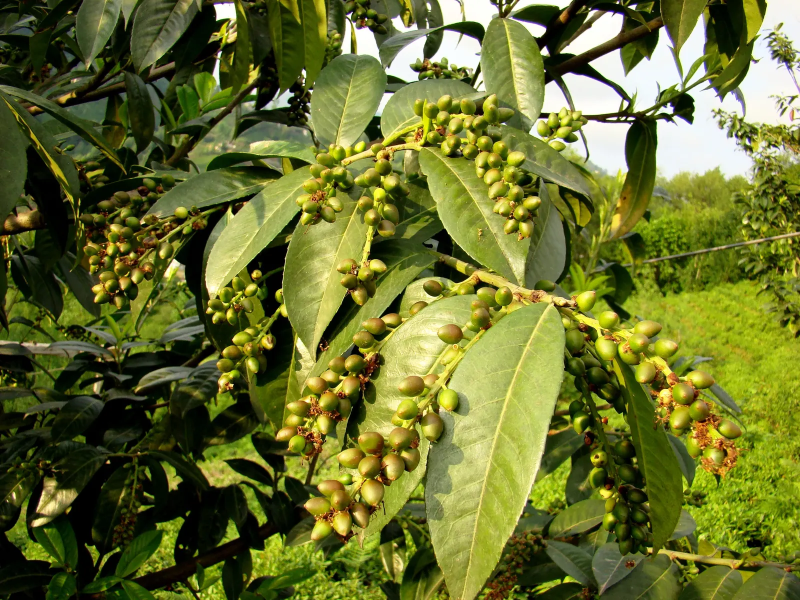 Cherry Laurel (Prunus Laurocerasus 'Castlewellan') — It thrives in full sun to partial shade and prefers moist, well-drained soil; white flowers in the garden