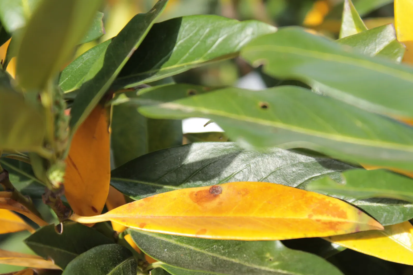 Cherry Laurel (Prunus Laurocerasus 'Castlewellan') — Its dense growth habit makes it ideal for privacy screens or hedges